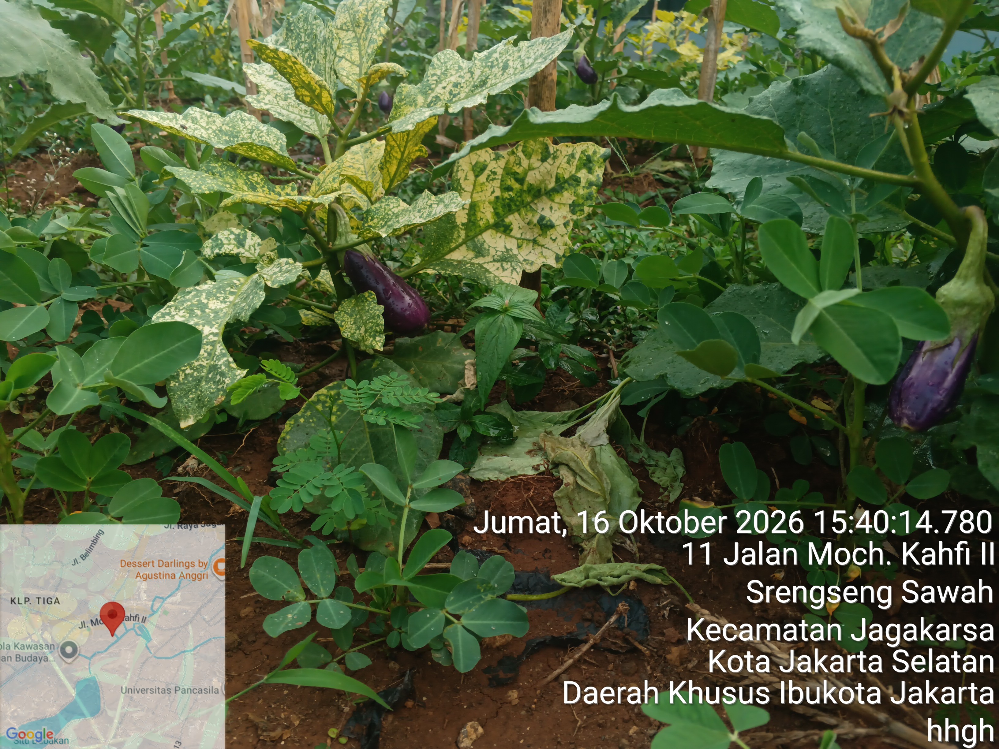 KEBUN SMKN 74 JAGAKARSA JAKARTA SELATAN - Gambar 37