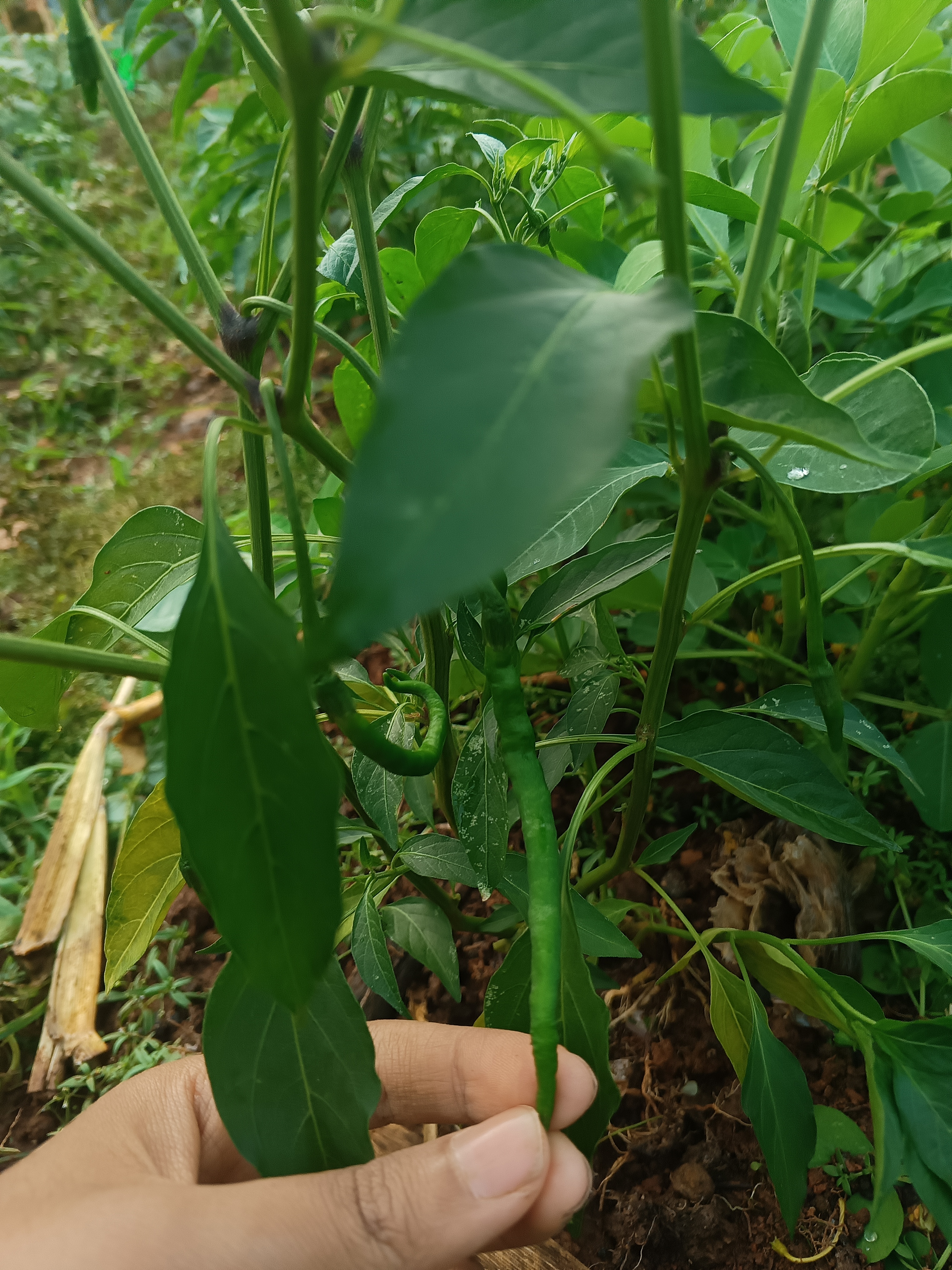KEBUN SMKN 74 JAGAKARSA JAKARTA SELATAN - Gambar 33