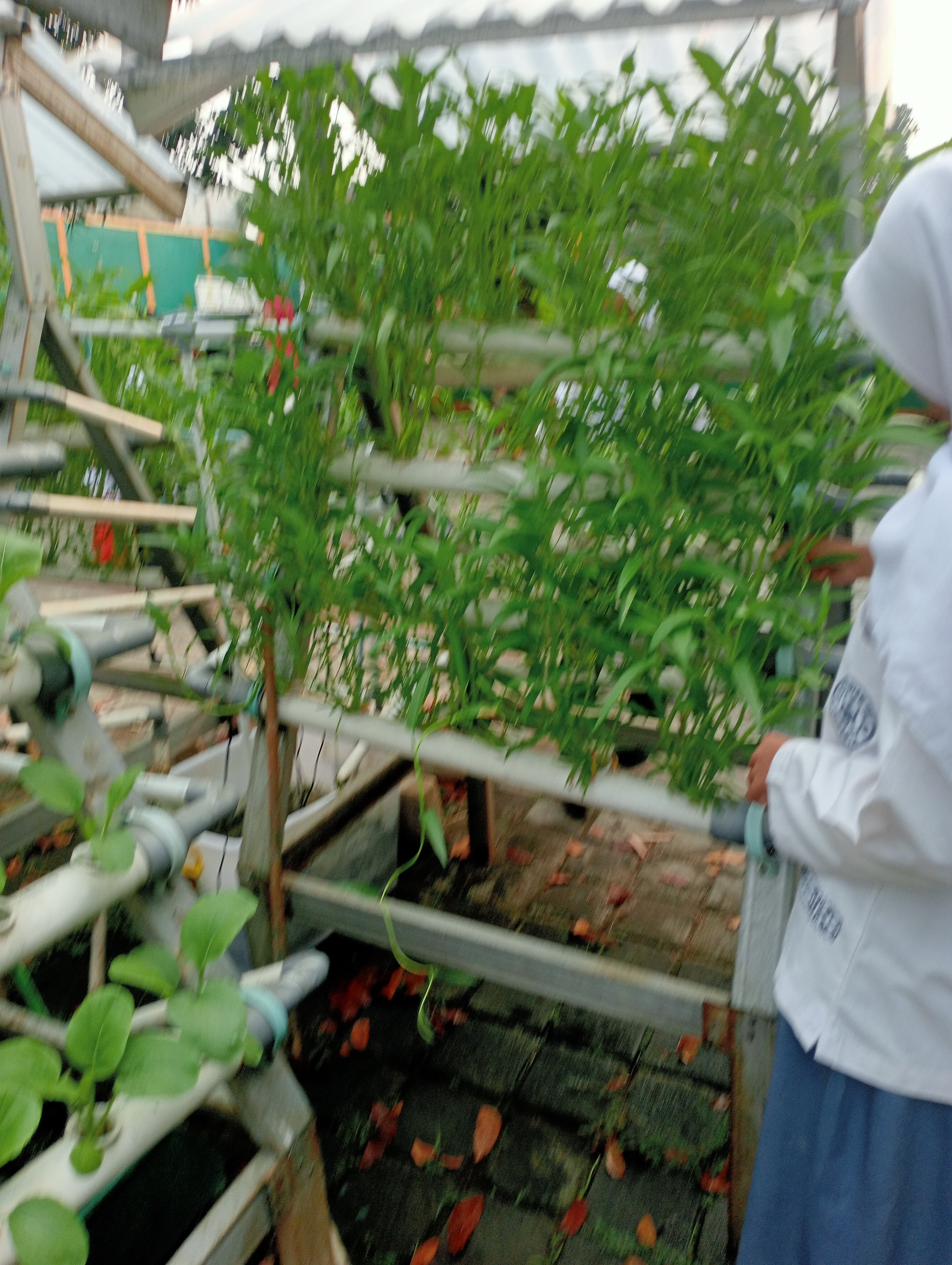 Lahan Urban Farming SMKN 59 Jakarta - Gambar 28