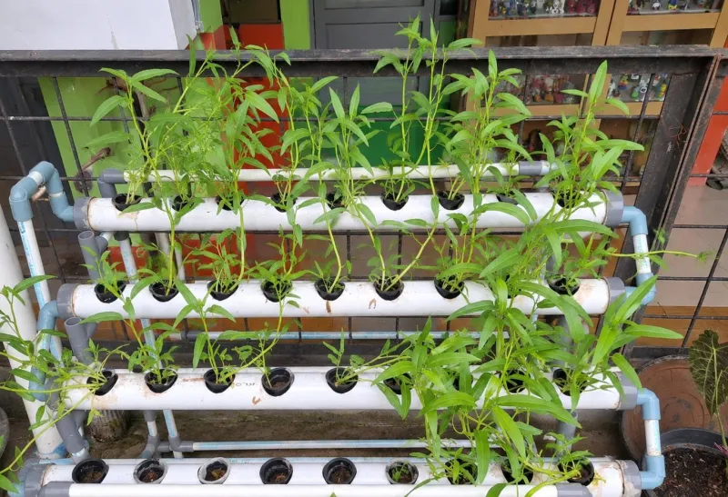 Lahan Urban Farming SMKN 41 Jakarta - Gambar 15