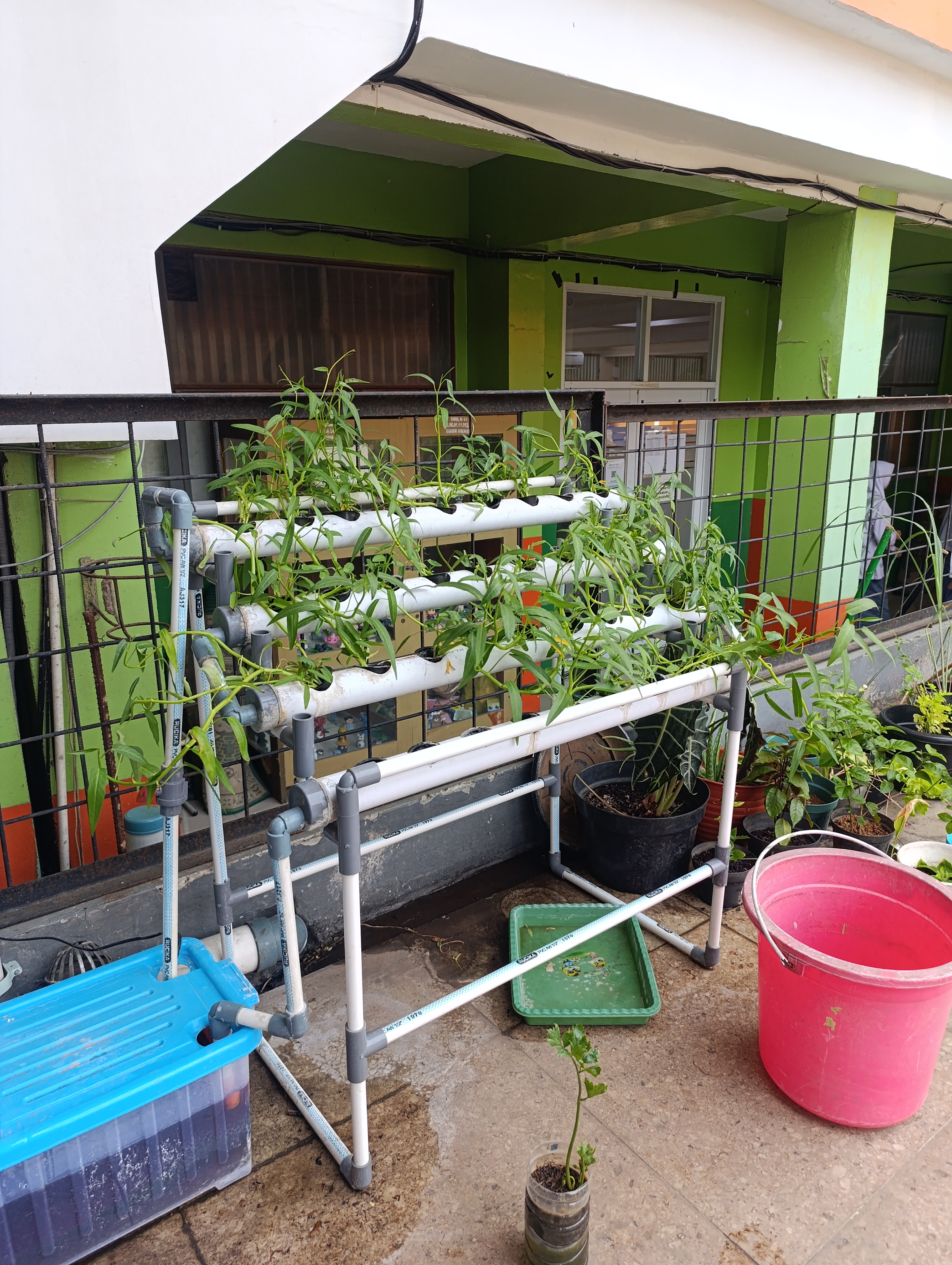 Lahan Urban Farming SMKN 41 Jakarta - Gambar 11