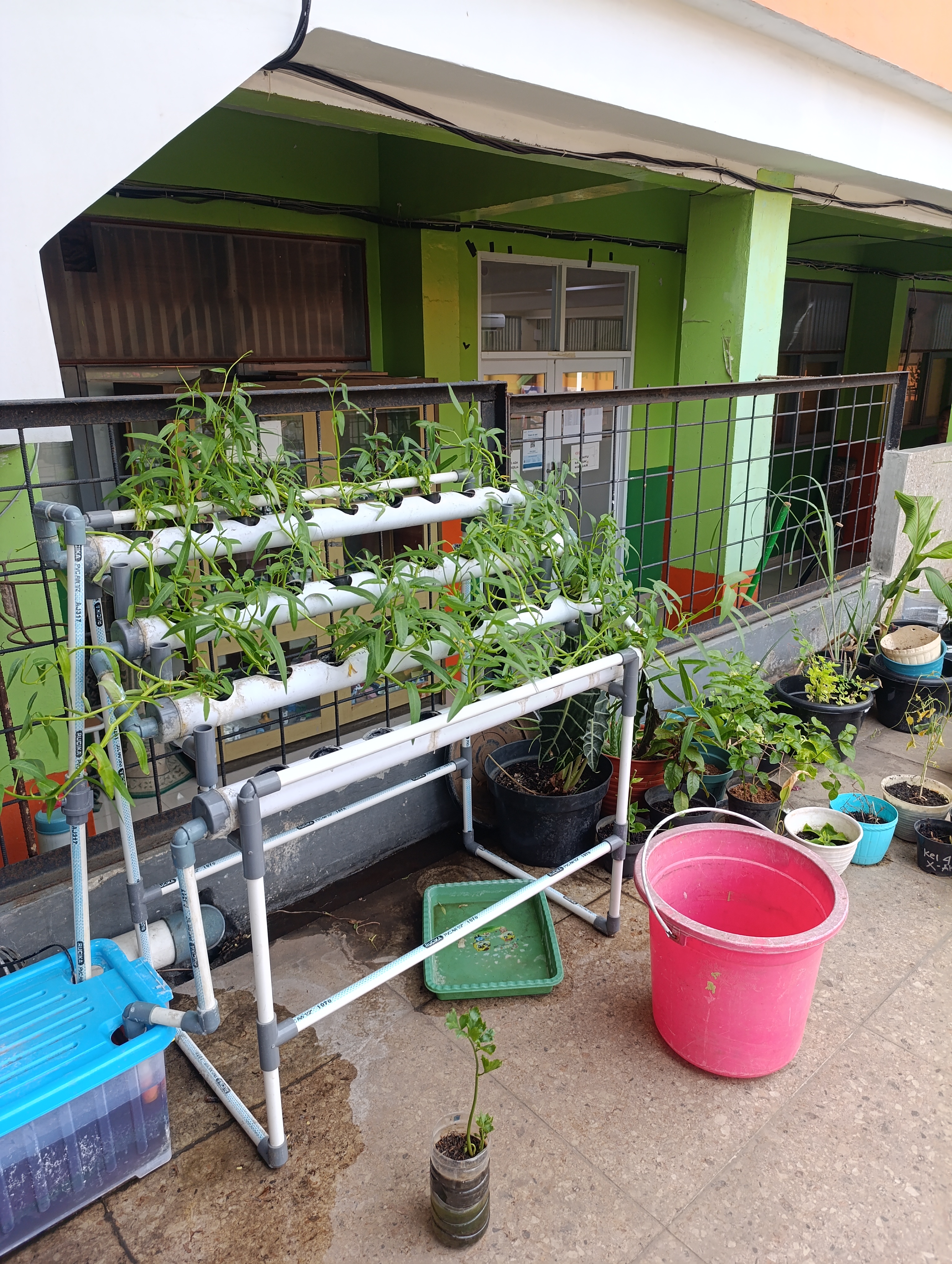 Lahan Urban Farming SMKN 41 Jakarta - Gambar 13