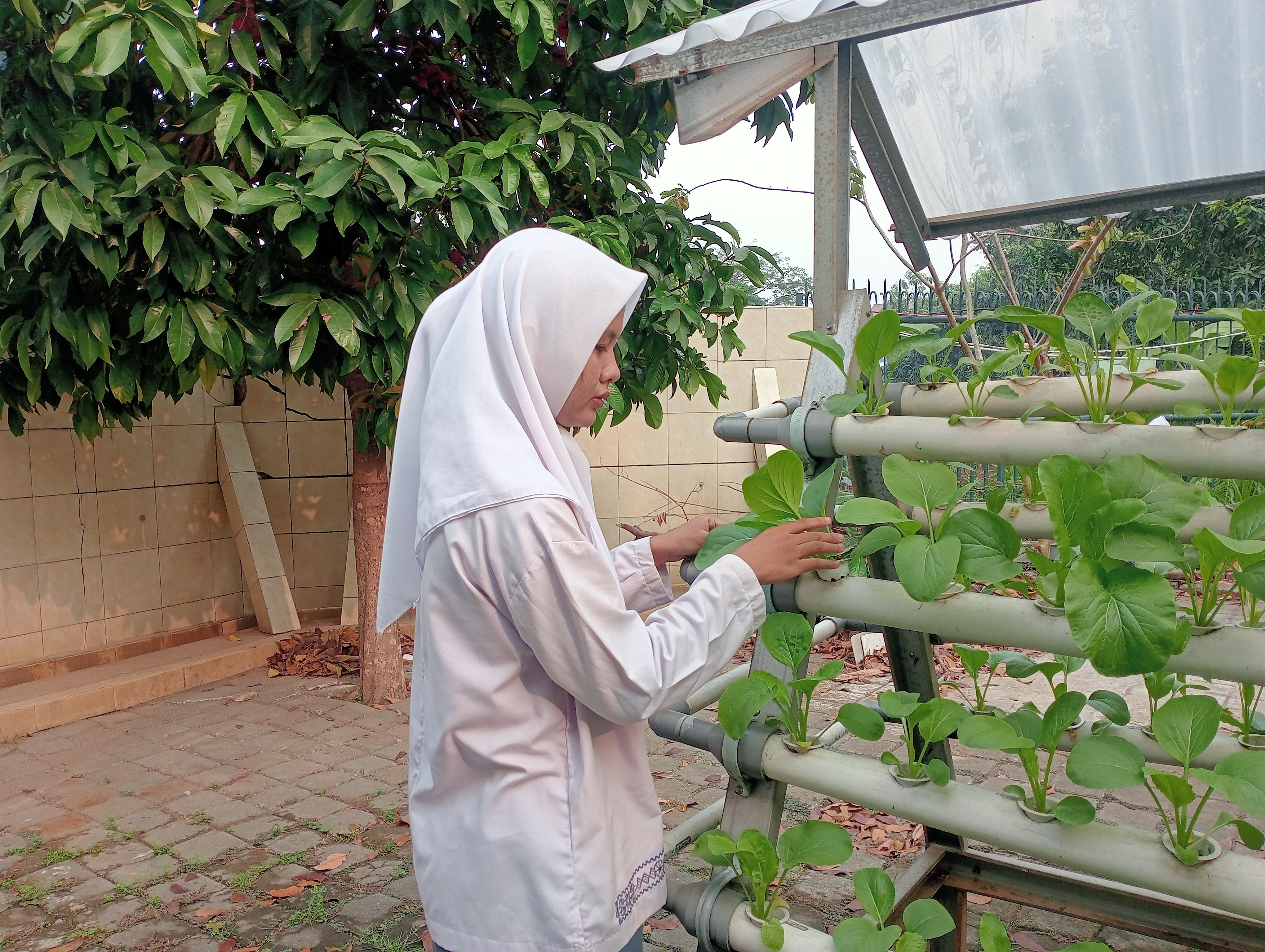Lahan Urban Farming SMKN 59 Jakarta - Gambar 27