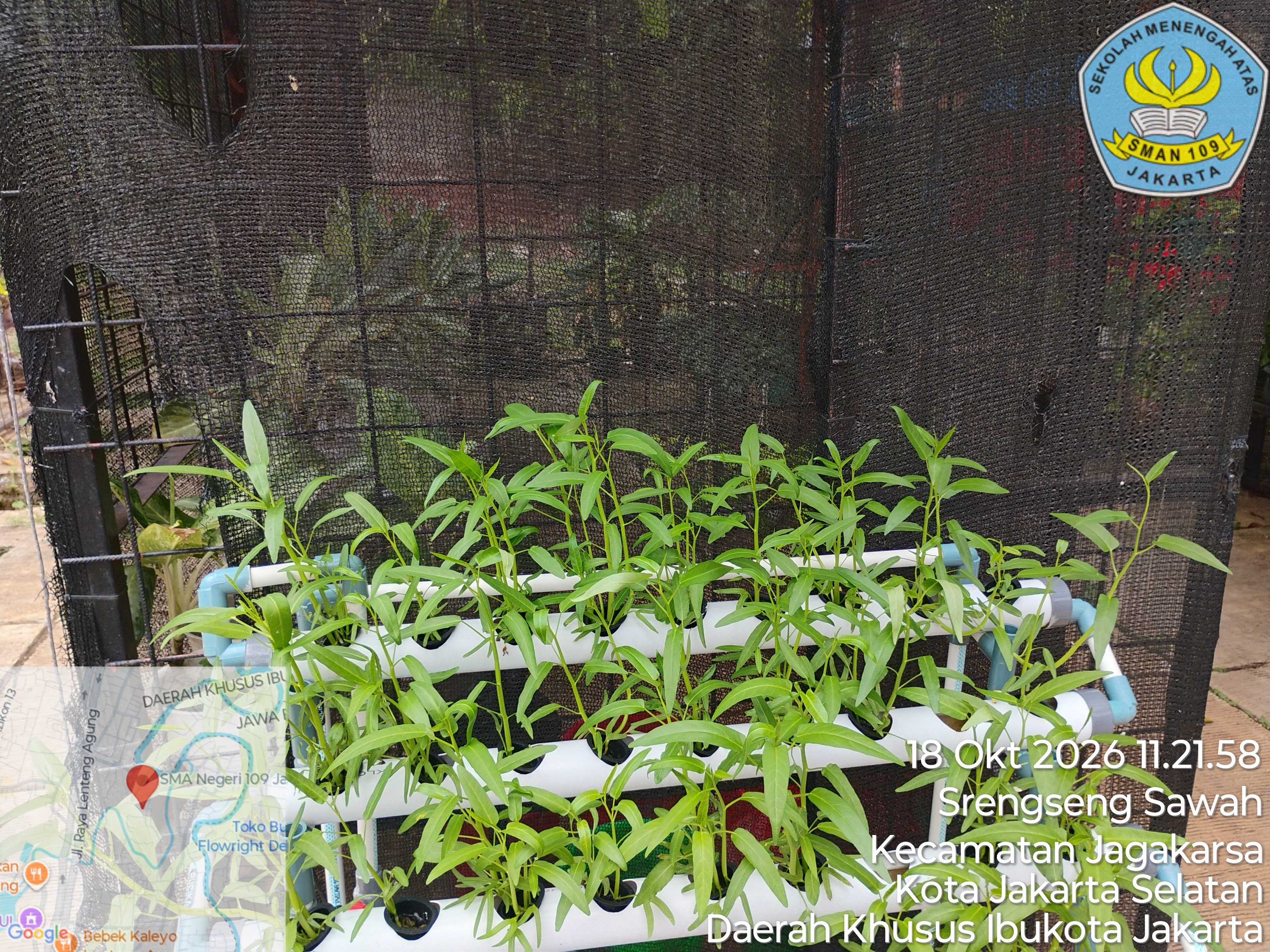 Lahan Urban Farming SMAN 109 Jakarta - Gambar 30