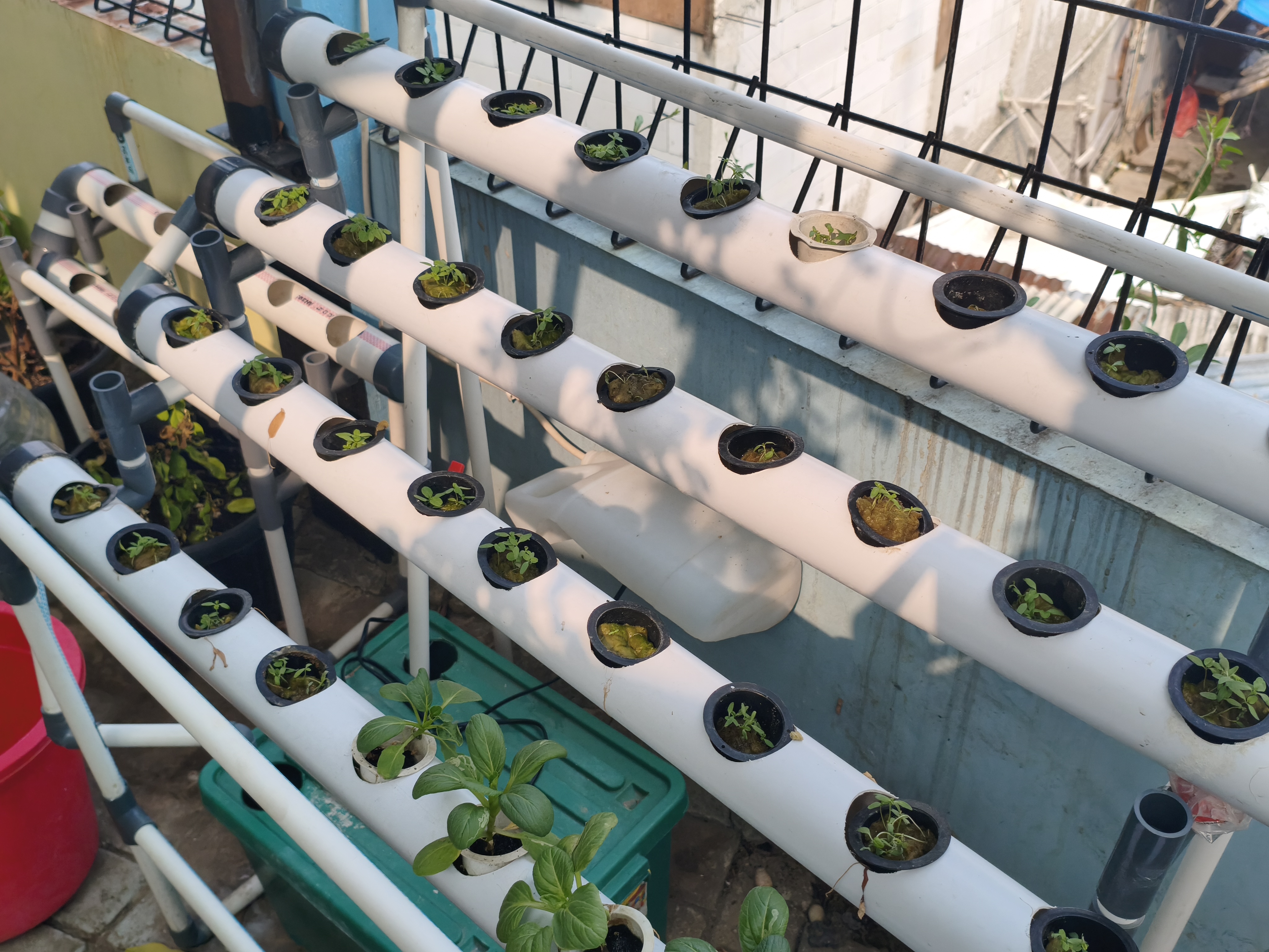 Lahan Urban Farming SMKN 43 Jakarta - Gambar 26