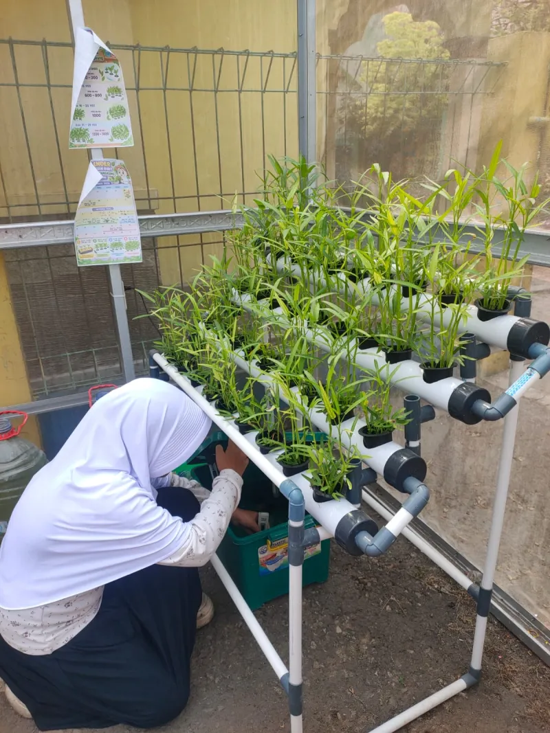 Lahan Urban Farming SDN Cipulir 03 - Gambar 15