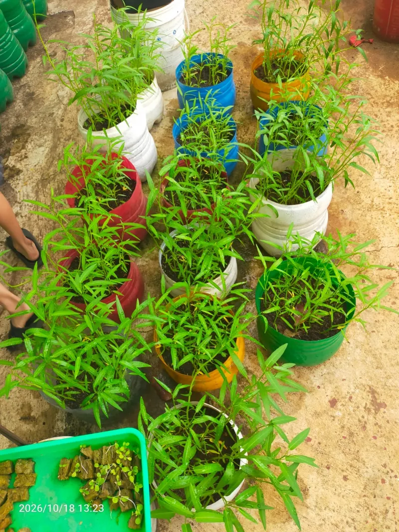 Lahan Urban Farming SDN Cipulir 03 - Gambar 7