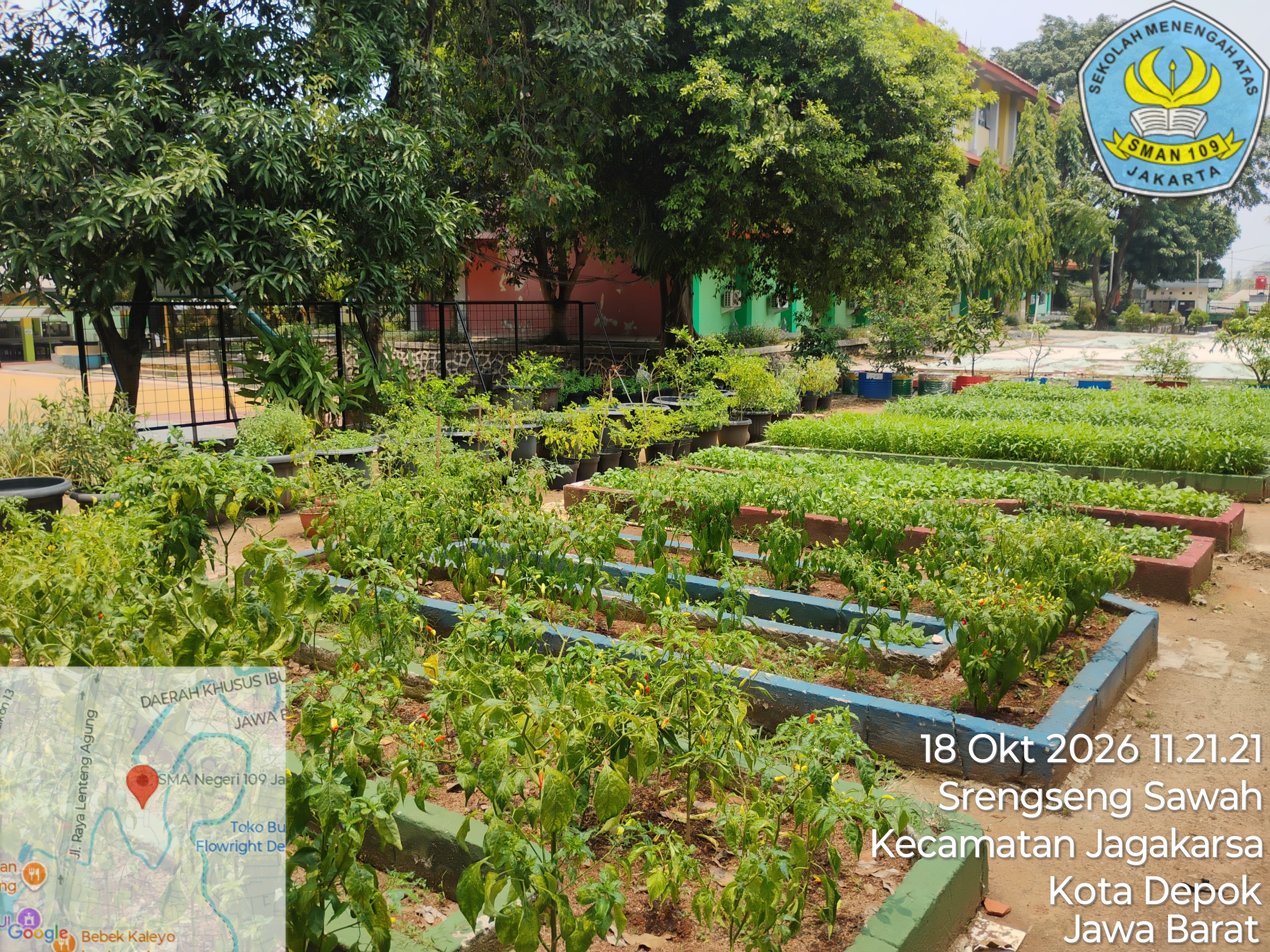 Lahan Urban Farming SMAN 109 Jakarta - Gambar 29