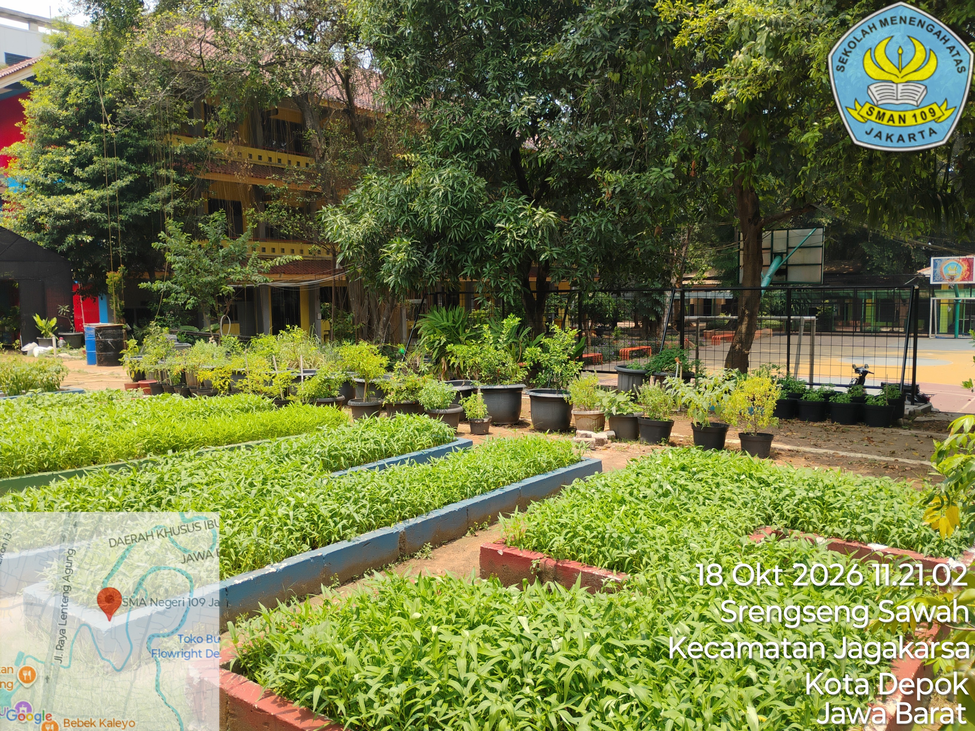 Lahan Urban Farming SMAN 109 Jakarta - Gambar 27