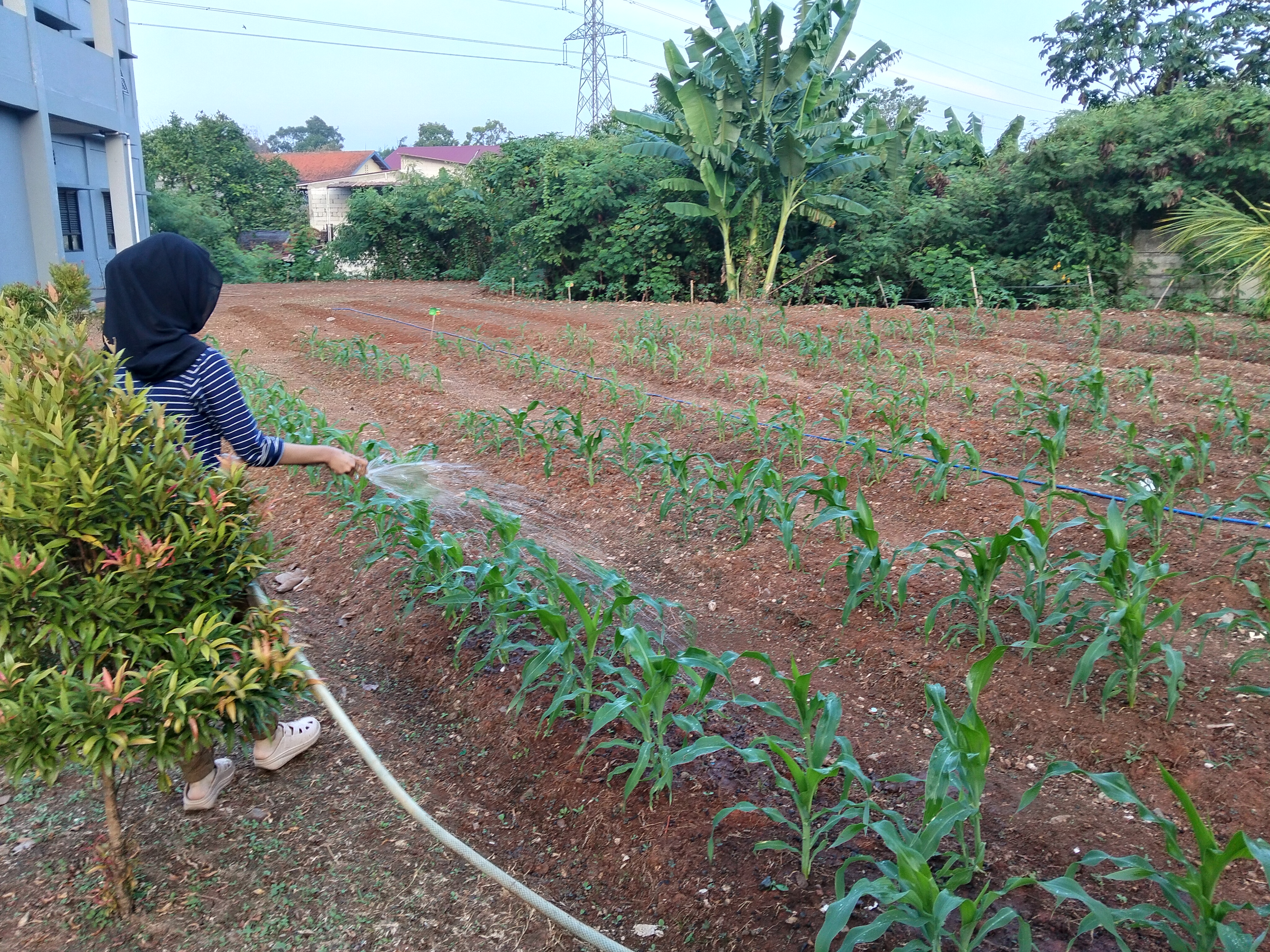 KEBUN SMKN 74 JAGAKARSA JAKARTA SELATAN - Gambar 578