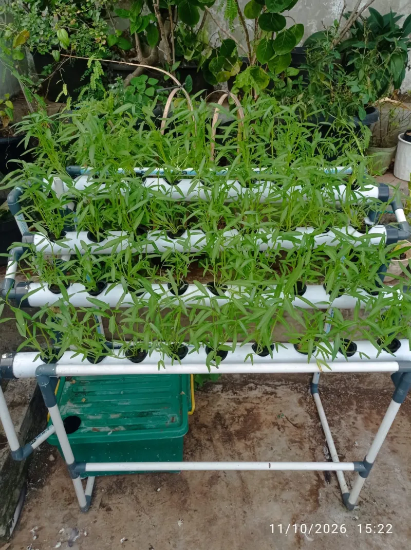 Lahan Urban Farming SMAN 63 Jakarta - Gambar 8