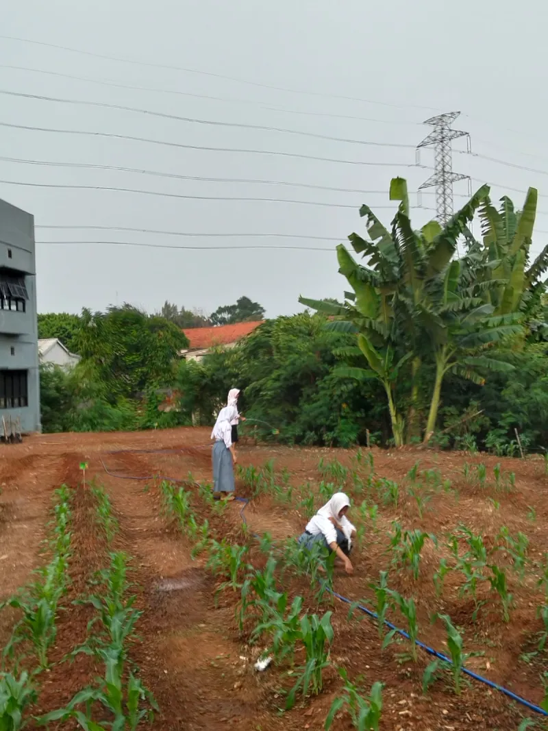 KEBUN SMKN 74 JAGAKARSA JAKARTA SELATAN - Gambar 574