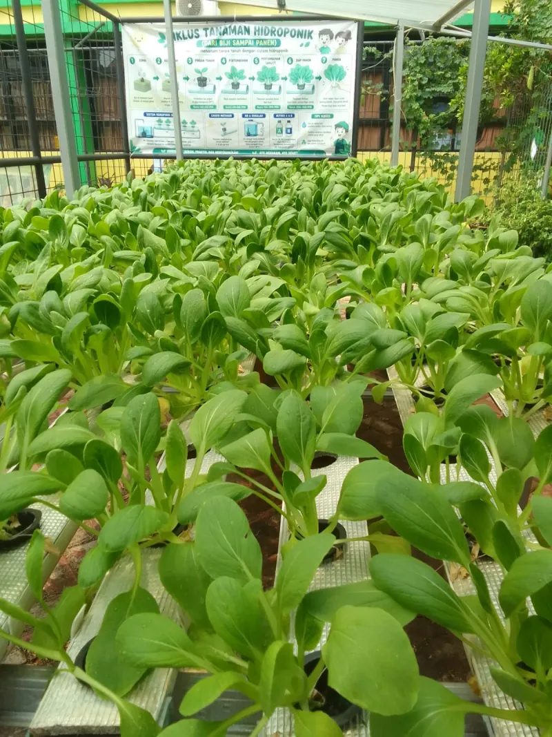 Lahan Urban Farming SDN Lenteng Agung 07 Jakarta - Gambar 16