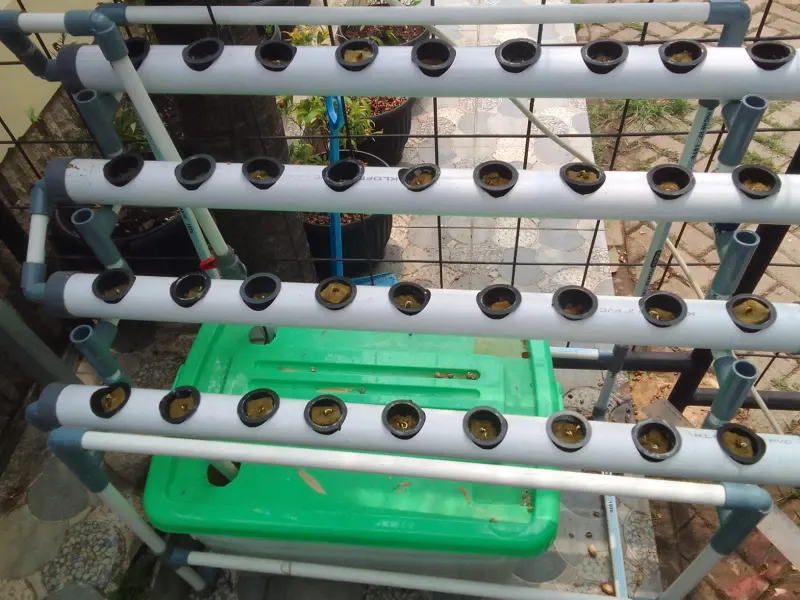 Lahan Urban Farming SDN Lenteng Agung 07 Jakarta - Gambar 15