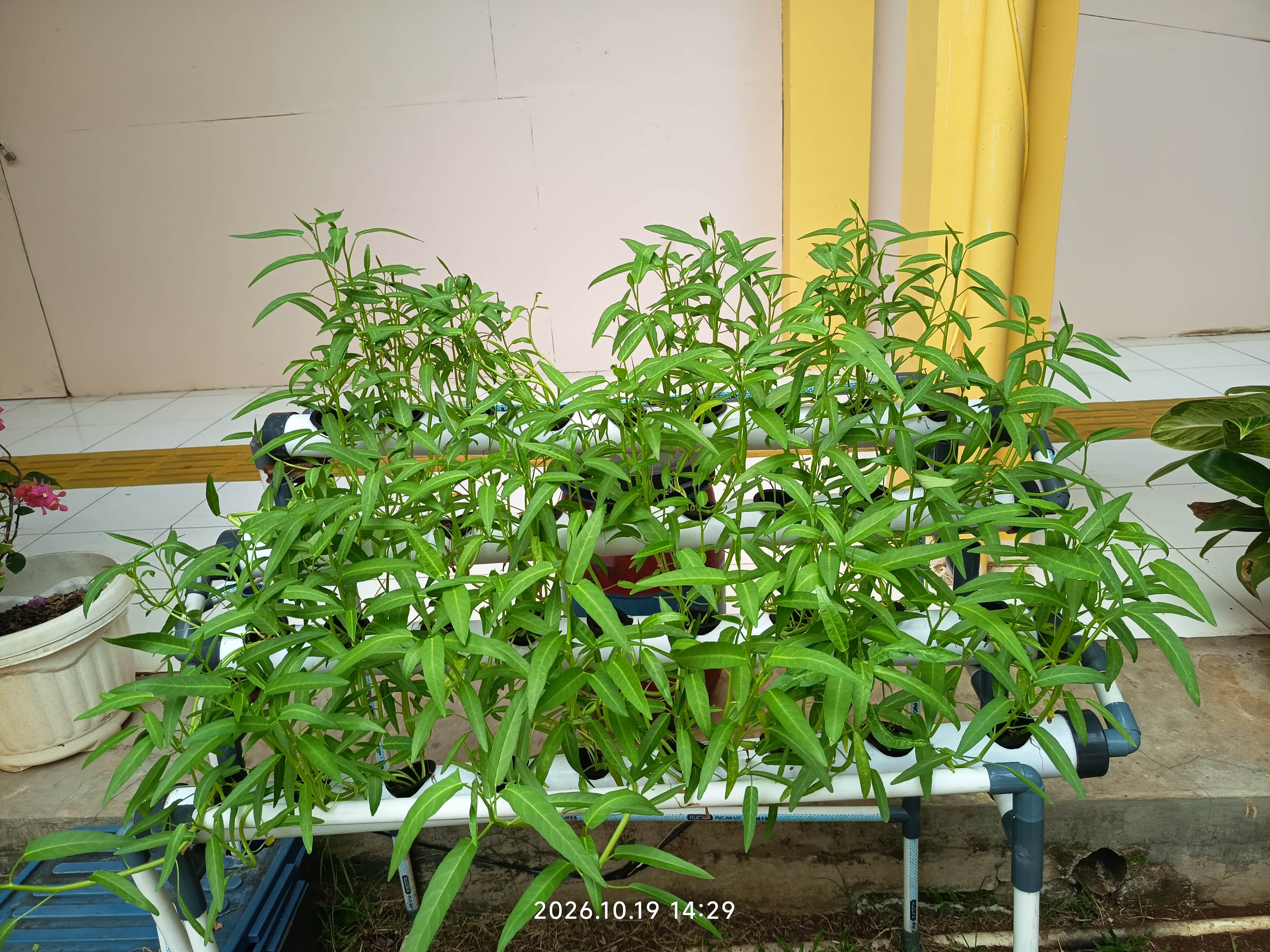 Lahan Urban Farming SLB A Pembina Tingkat Nasional - Gambar 20