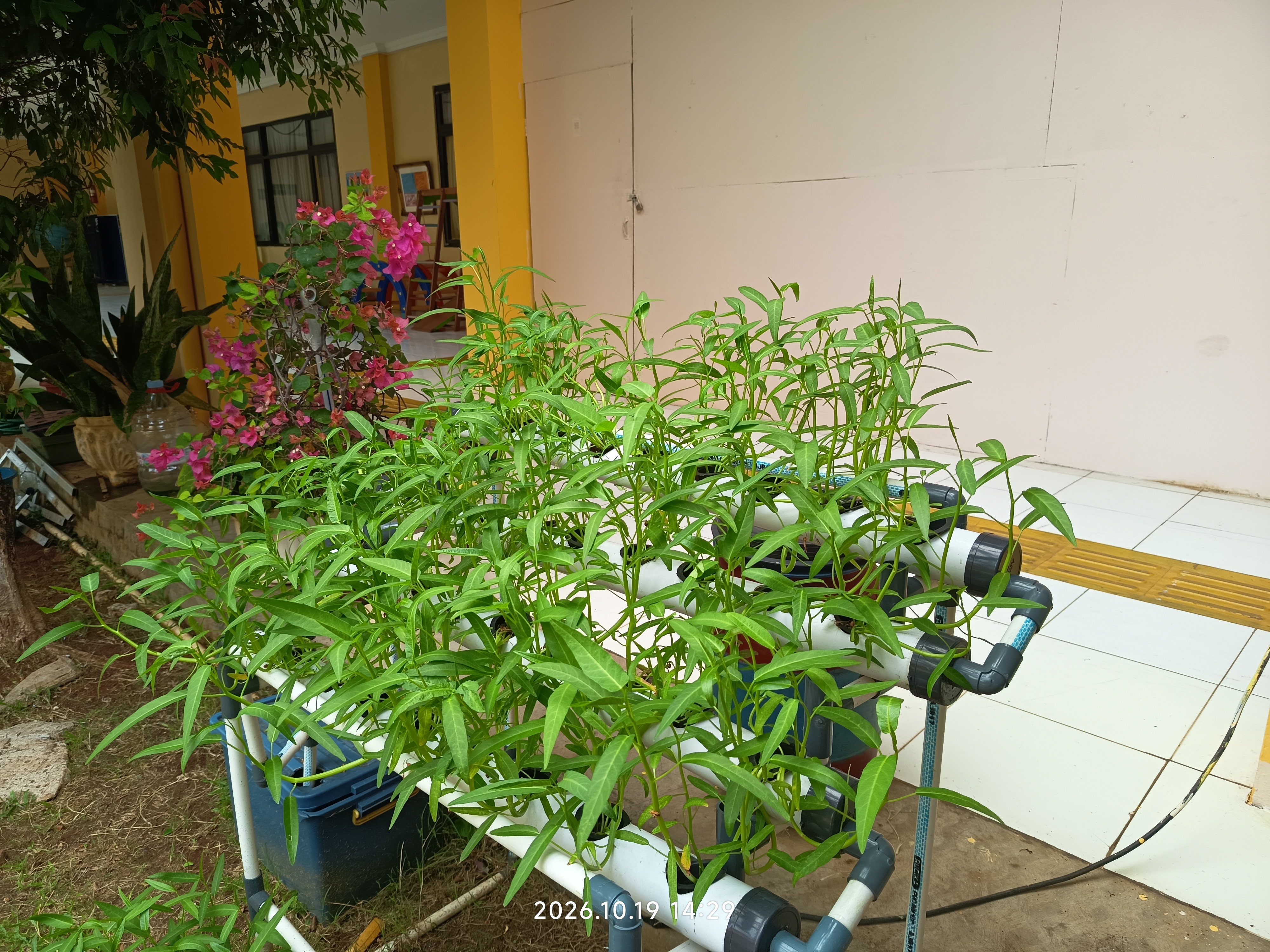Lahan Urban Farming SLB A Pembina Tingkat Nasional - Gambar 19