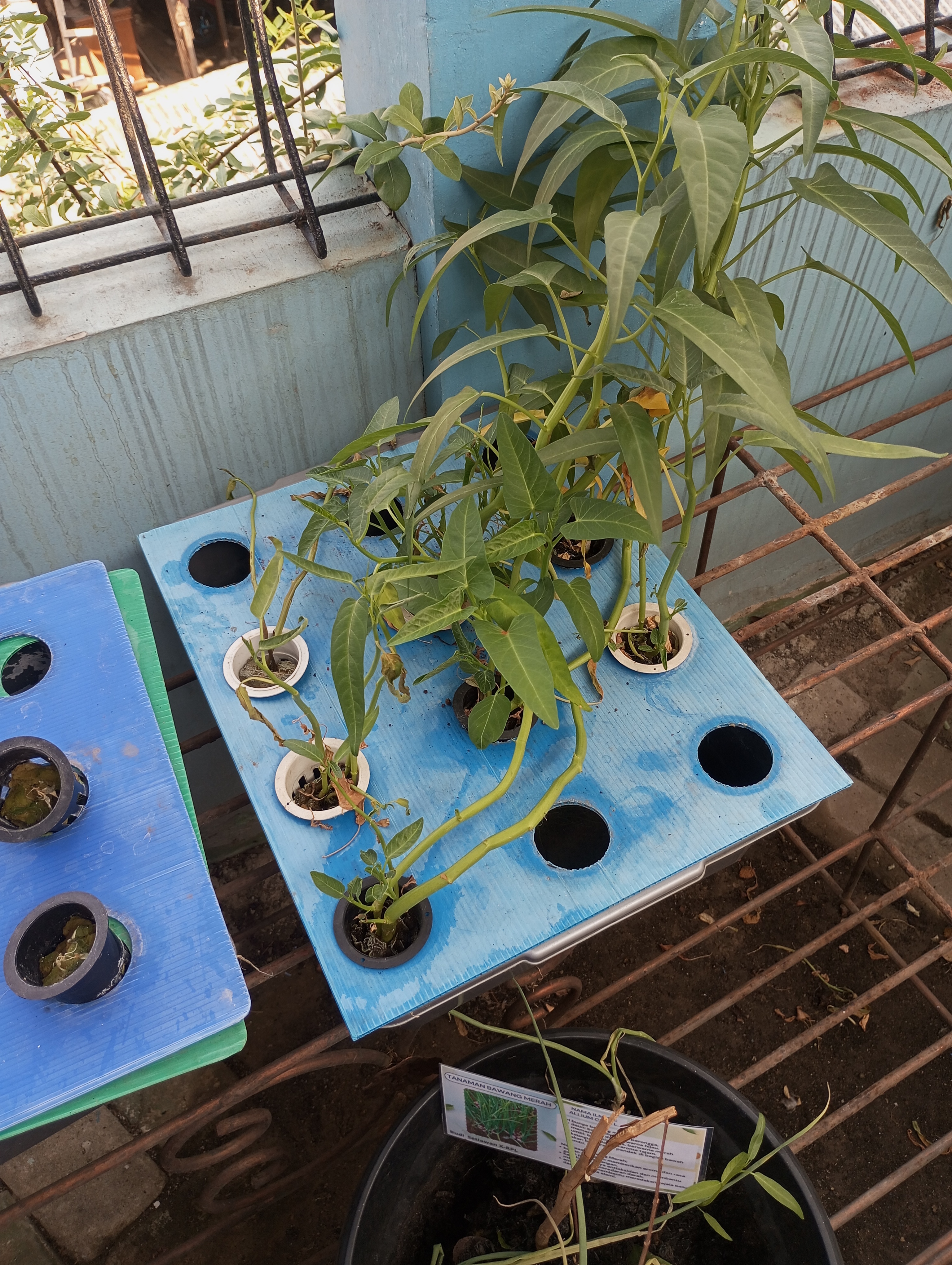 Lahan Urban Farming SMKN 43 Jakarta - Gambar 23