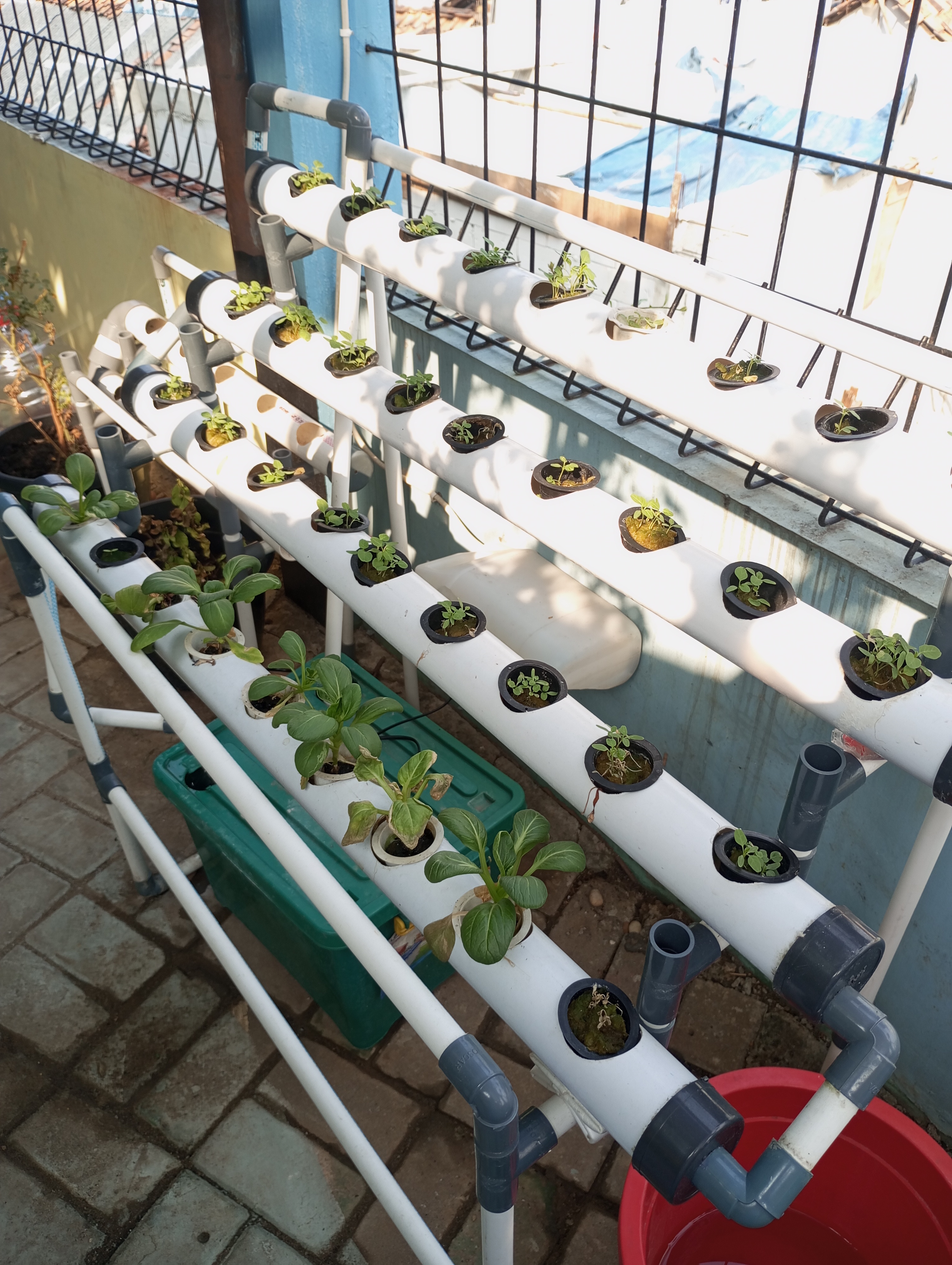 Lahan Urban Farming SMKN 43 Jakarta - Gambar 24