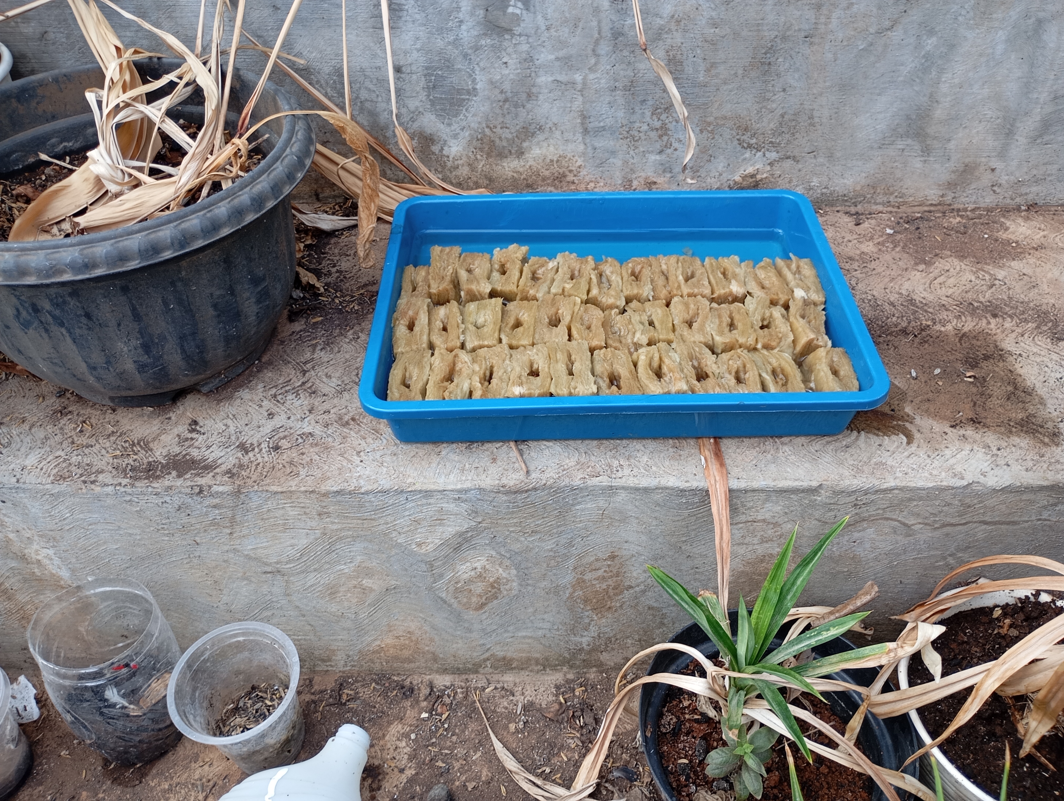 Lahan Urban Farming SMAN 63 Jakarta - Gambar 6