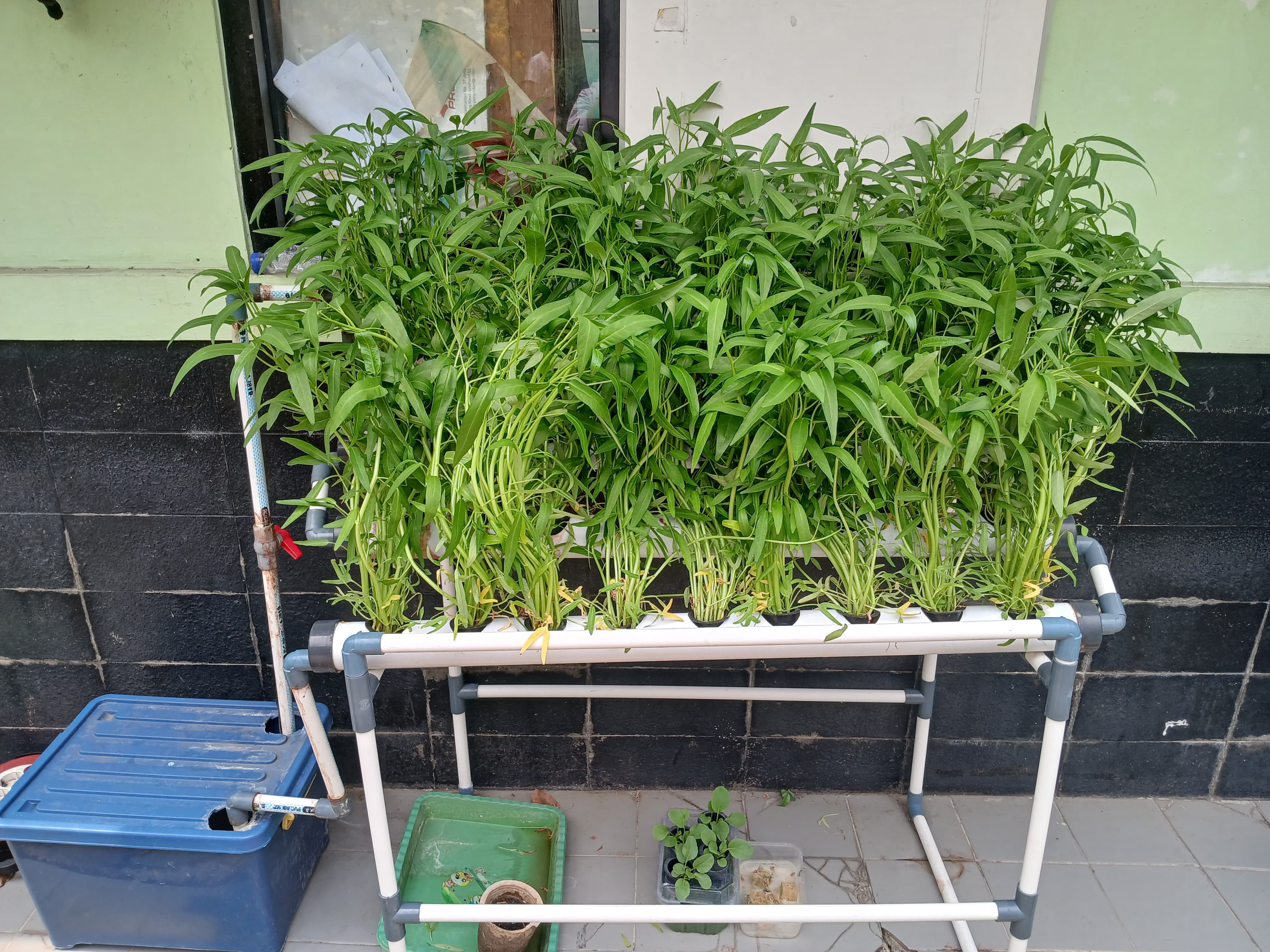 Lahan Urban Farming SMKN 20 Jakarta - Gambar 20