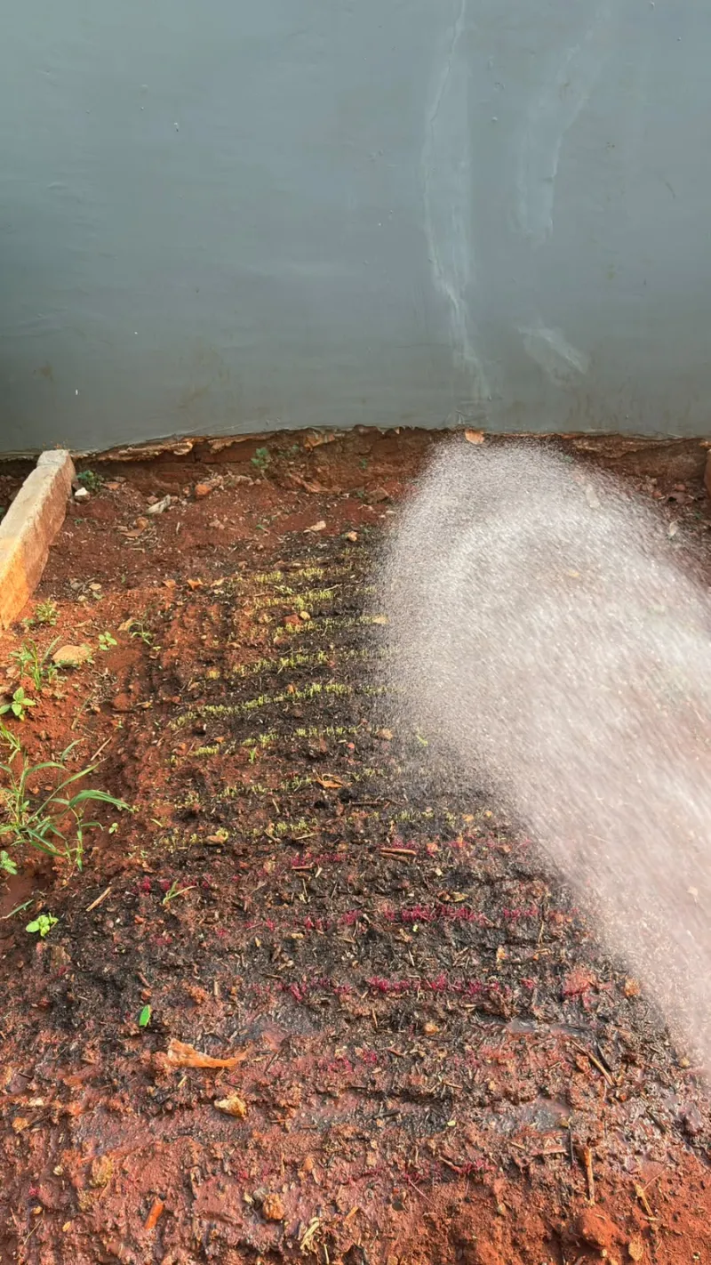 Lahan Urban Farming SMAN 116 Jakarta - Gambar 29