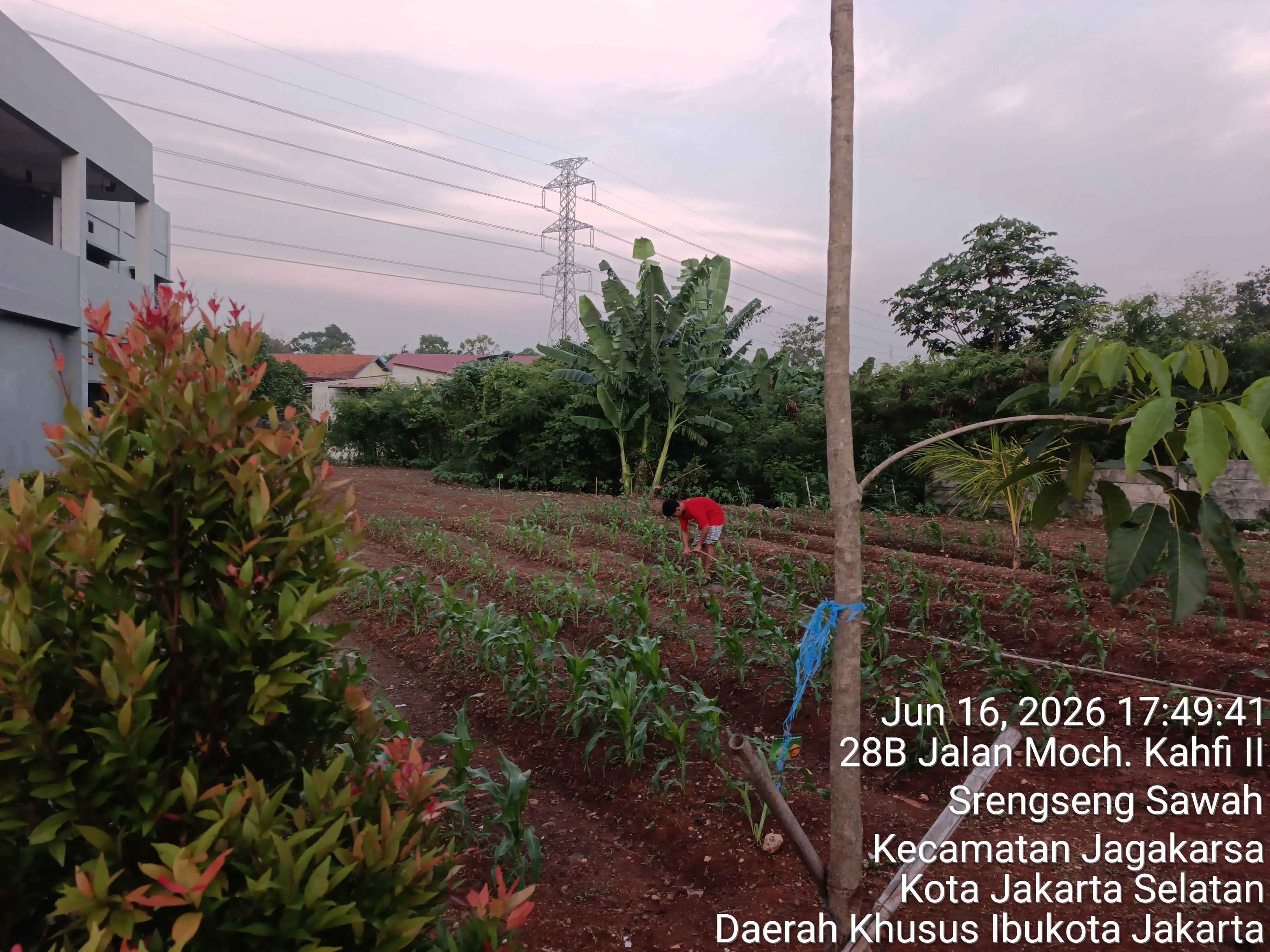 KEBUN SMKN 74 JAGAKARSA JAKARTA SELATAN - Gambar 571