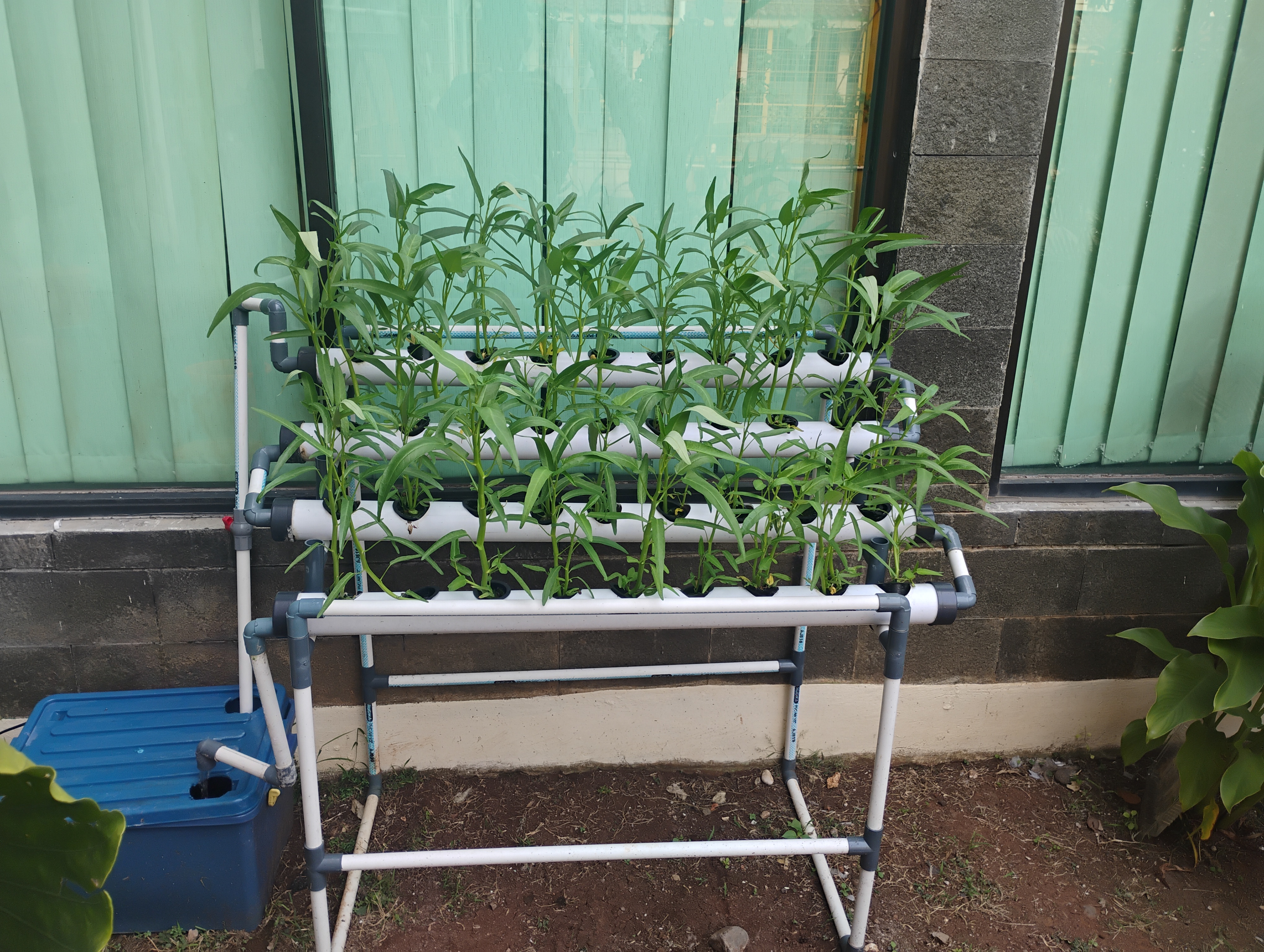 Lahan Urban Farming SMKN 62 Jakarta - Gambar 7