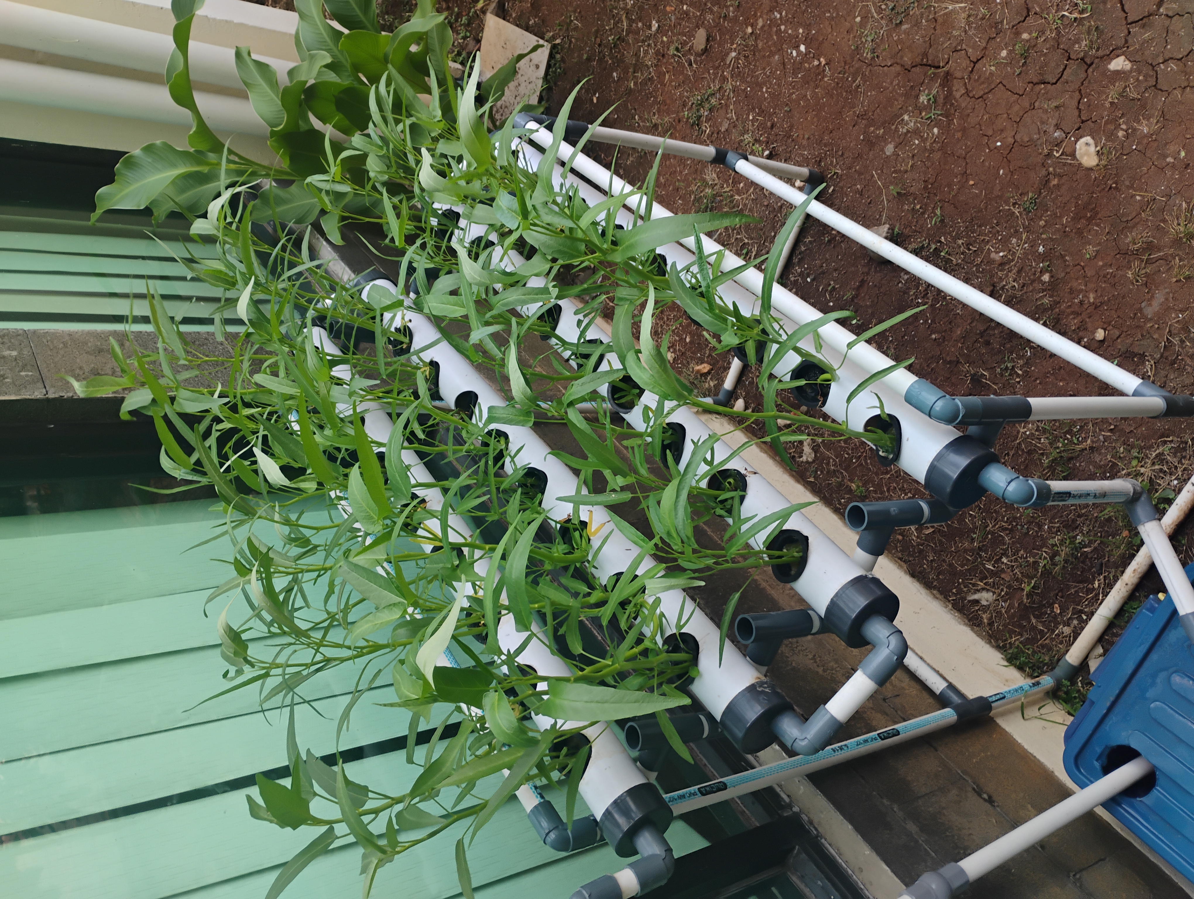 Lahan Urban Farming SMKN 62 Jakarta - Gambar 5
