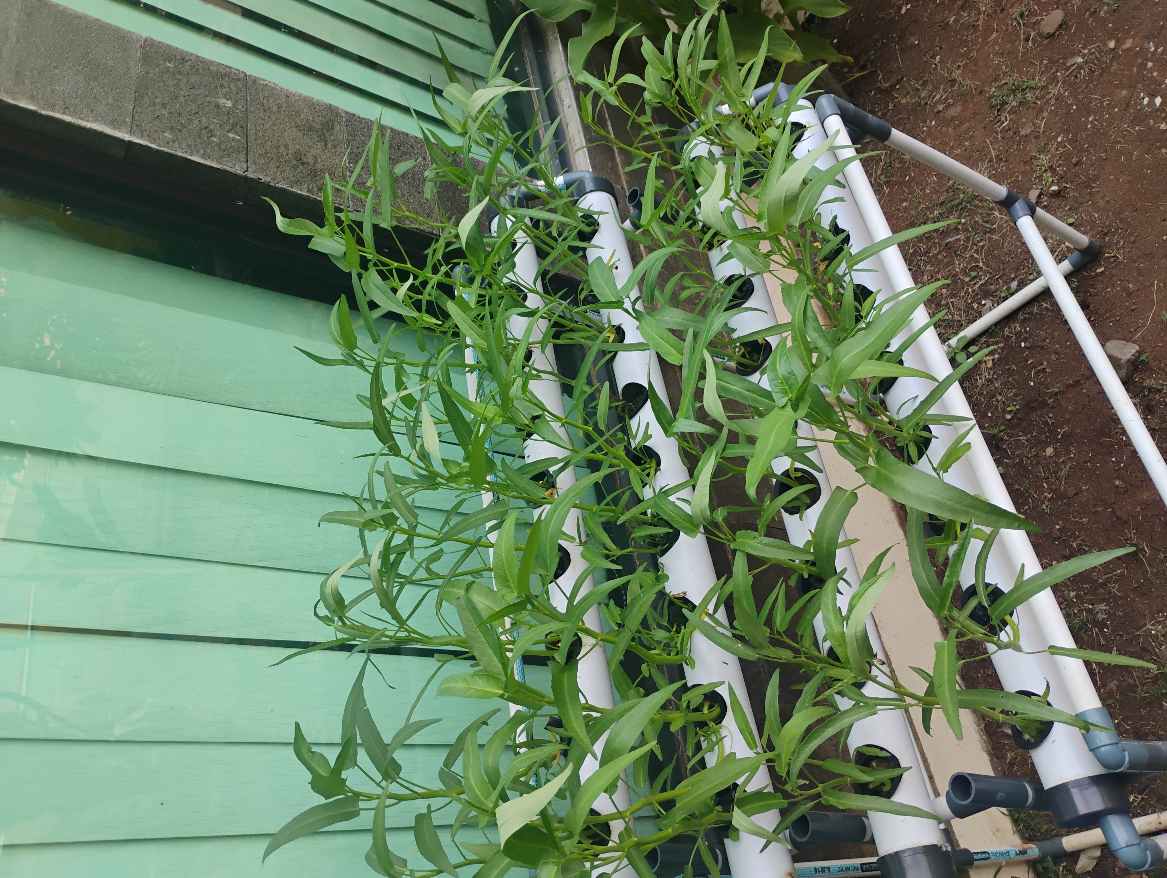 Lahan Urban Farming SMKN 62 Jakarta - Gambar 6