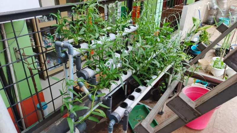 Lahan Urban Farming SMKN 41 Jakarta - Gambar 9