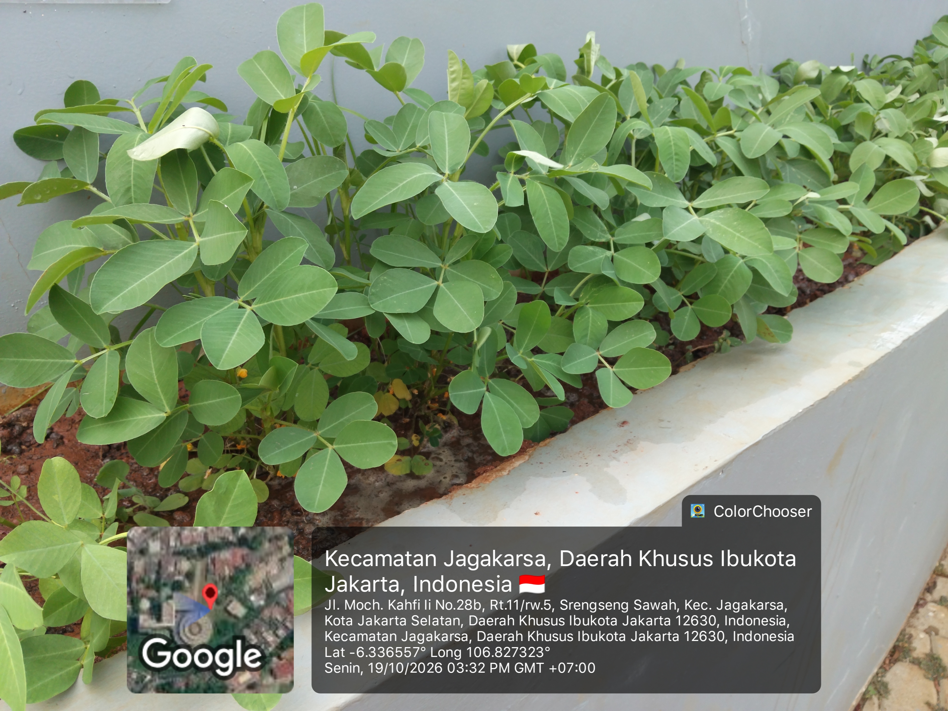 KEBUN SMKN 74 JAGAKARSA JAKARTA SELATAN - Gambar 29