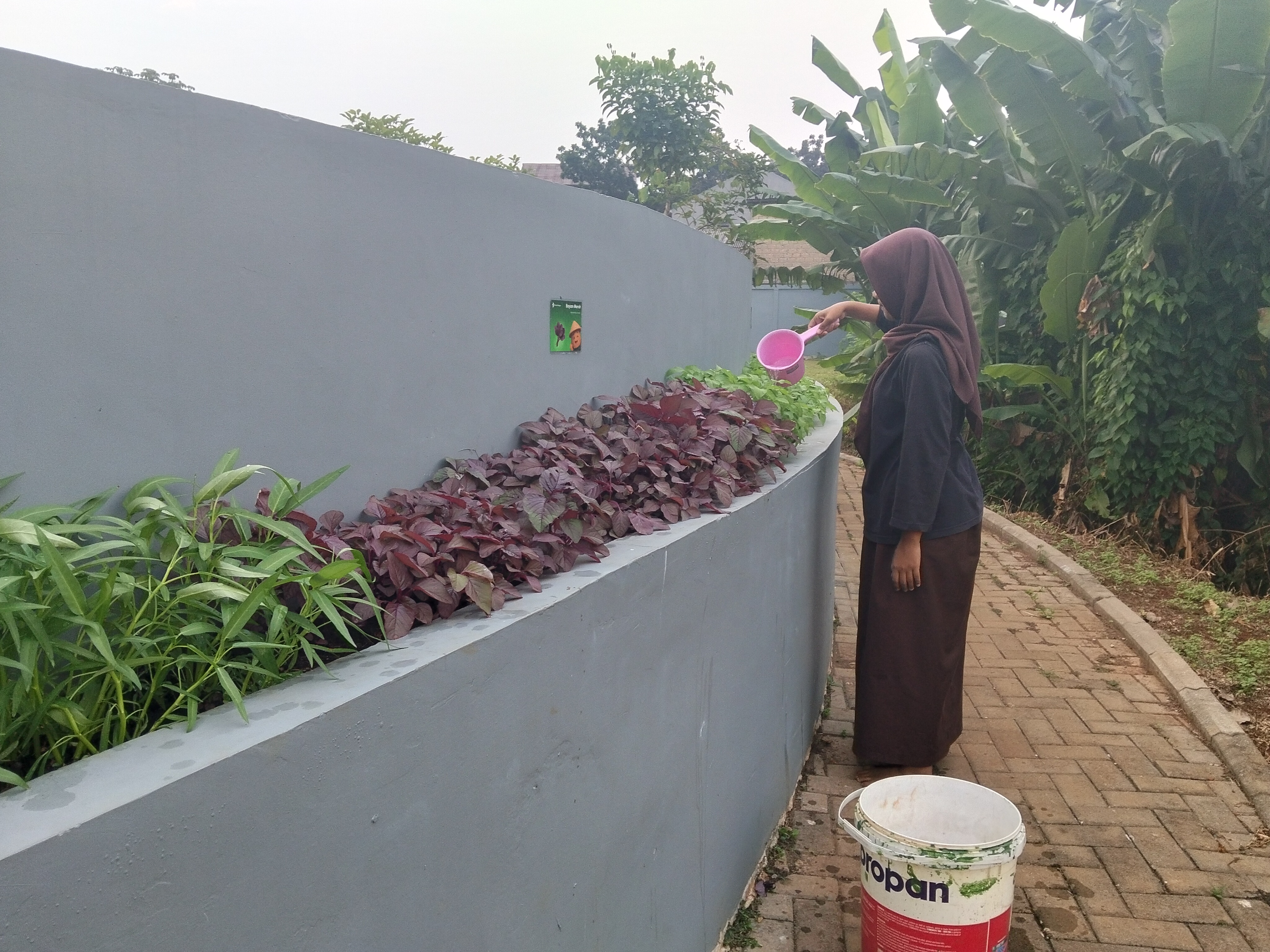 KEBUN SMKN 74 JAGAKARSA JAKARTA SELATAN - Gambar 568
