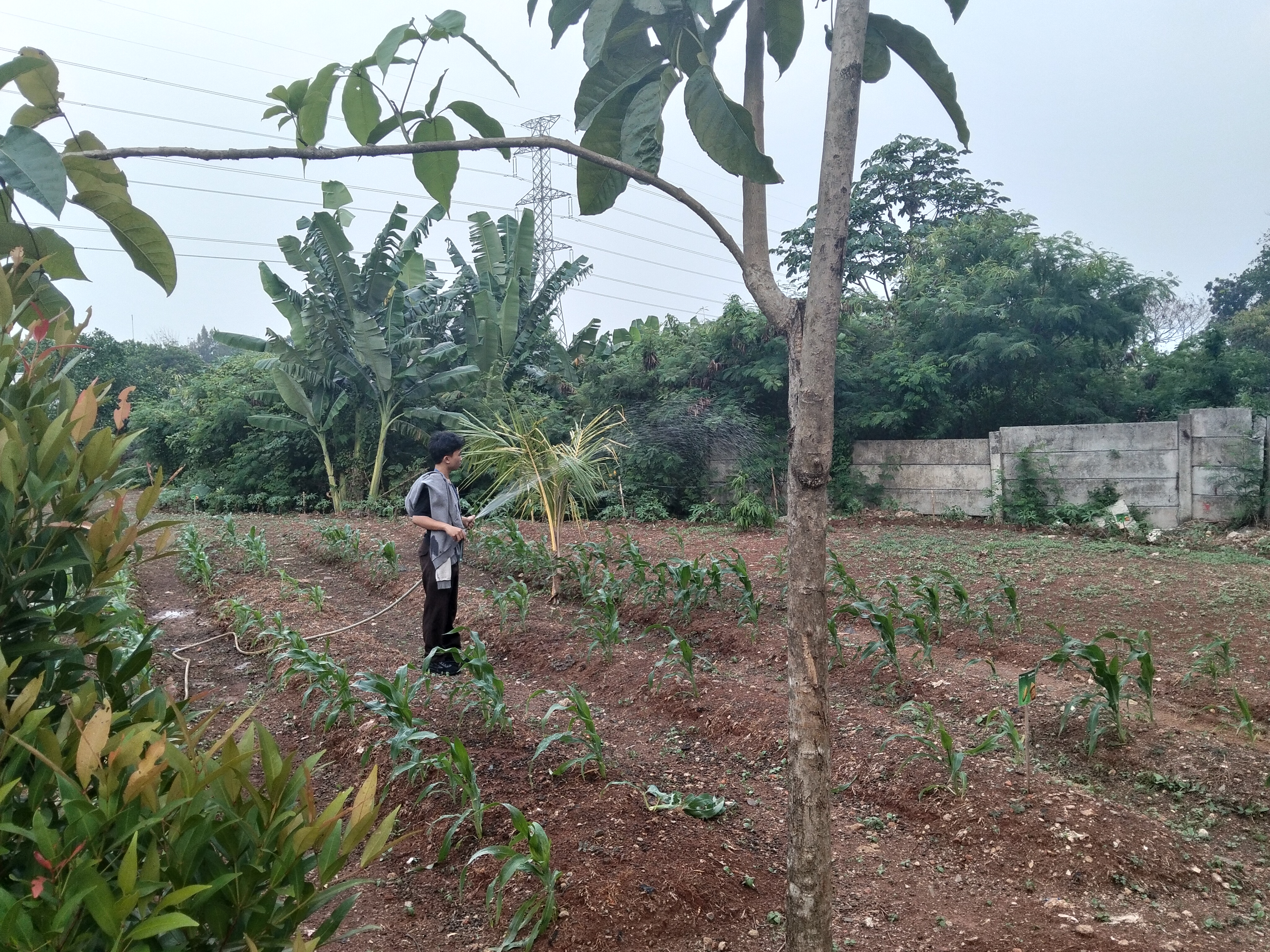 KEBUN SMKN 74 JAGAKARSA JAKARTA SELATAN - Gambar 567