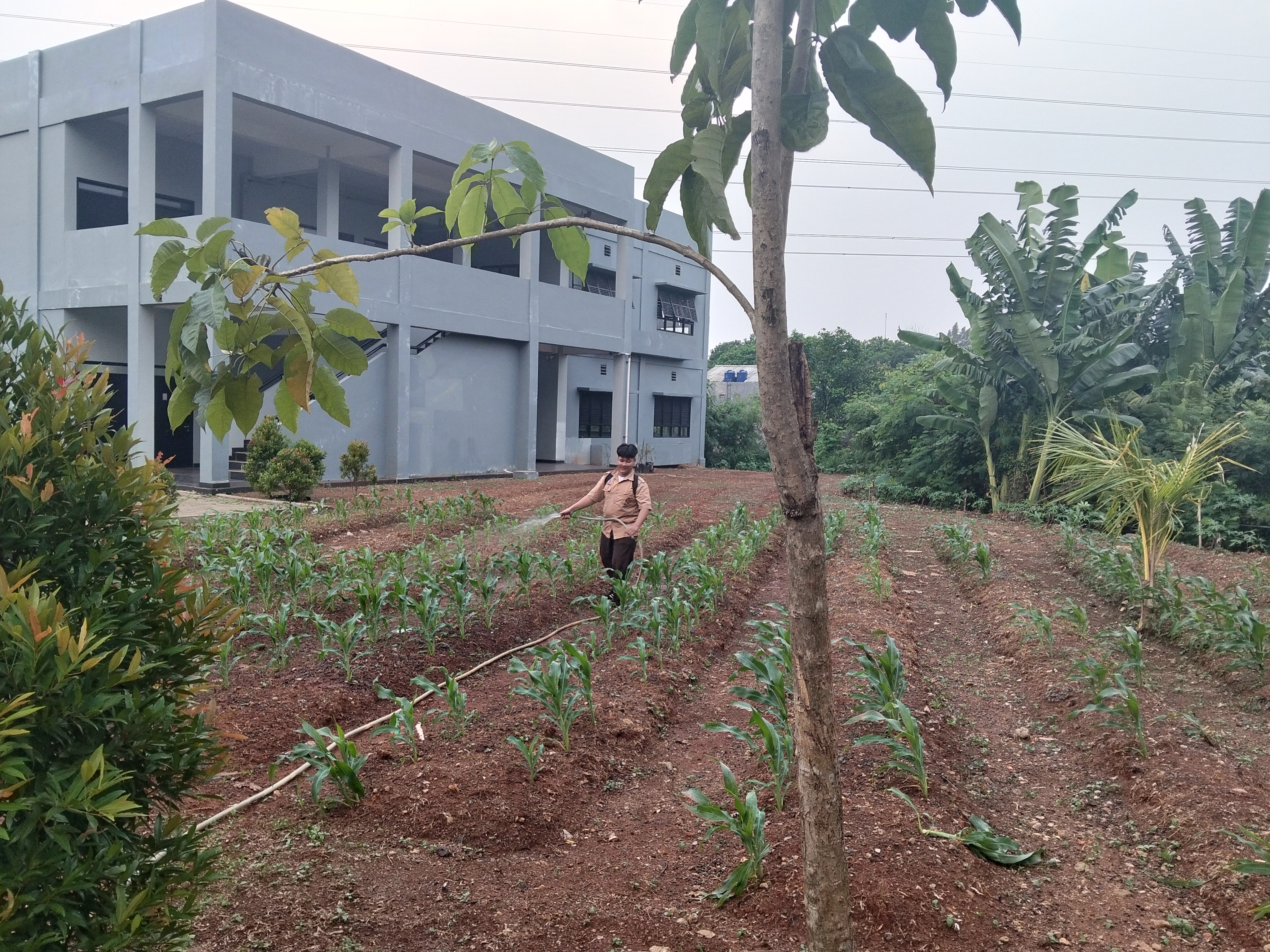 KEBUN SMKN 74 JAGAKARSA JAKARTA SELATAN - Gambar 565