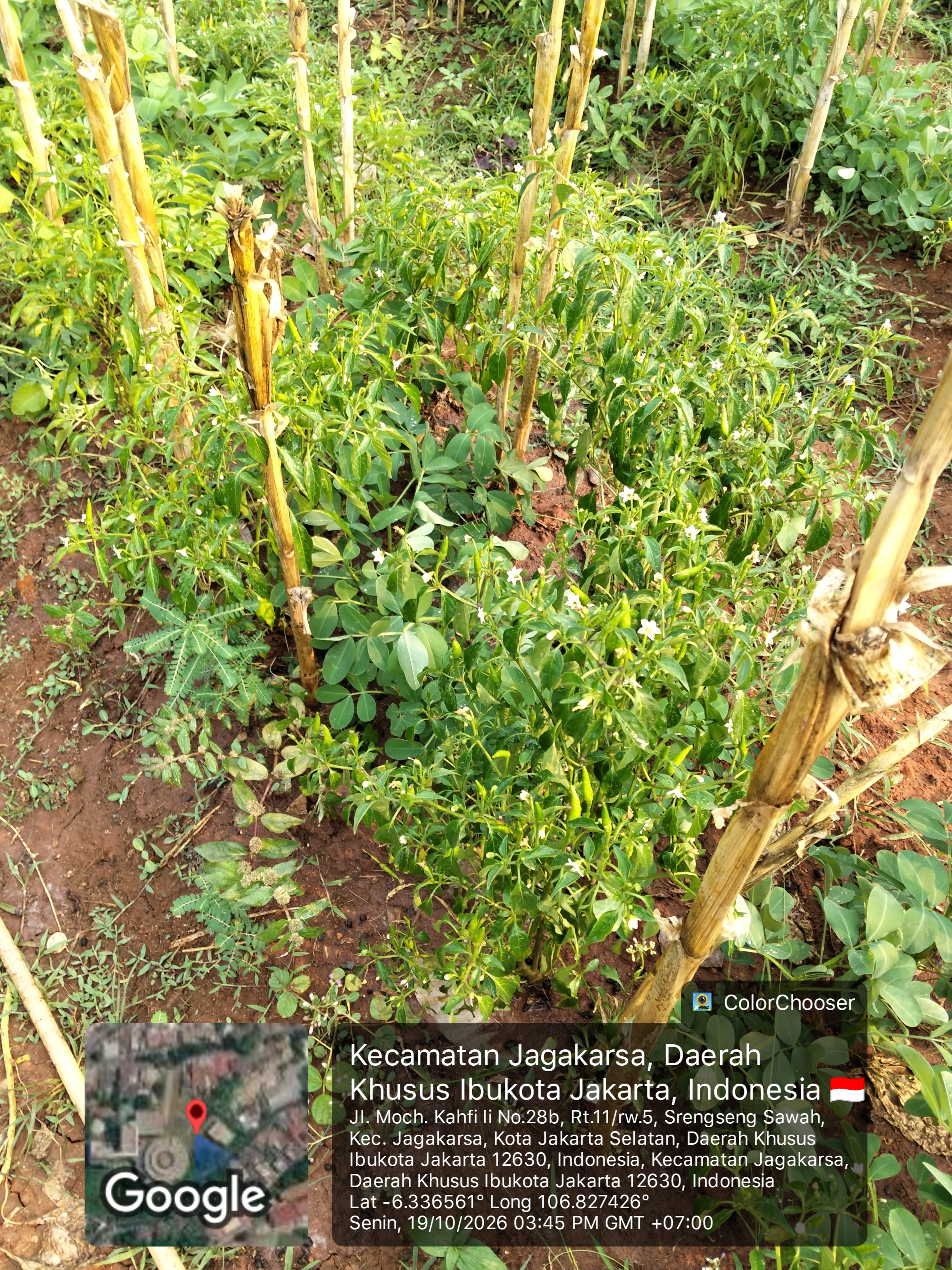 KEBUN SMKN 74 JAGAKARSA JAKARTA SELATAN - Gambar 26
