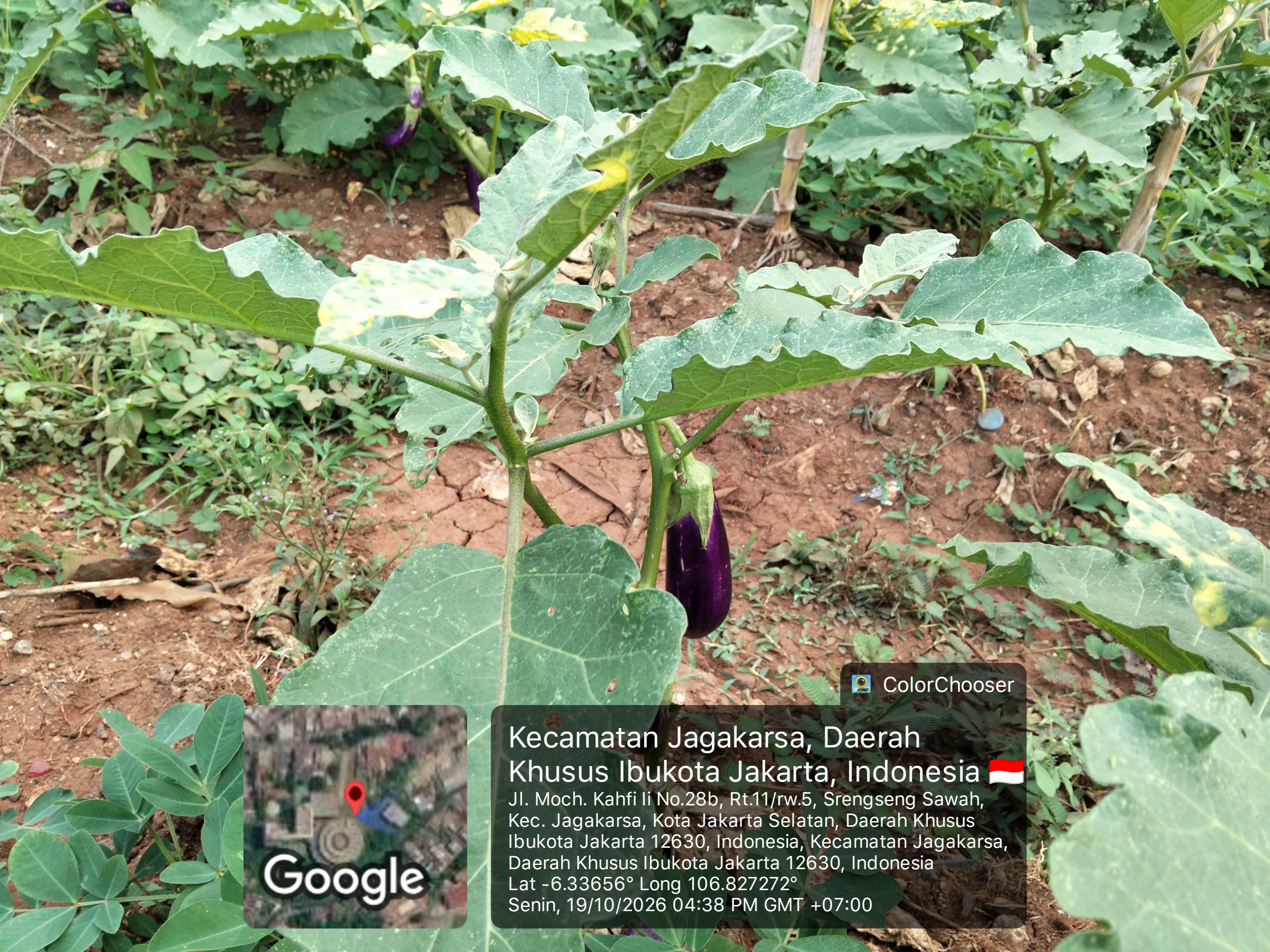 KEBUN SMKN 74 JAGAKARSA JAKARTA SELATAN - Gambar 24