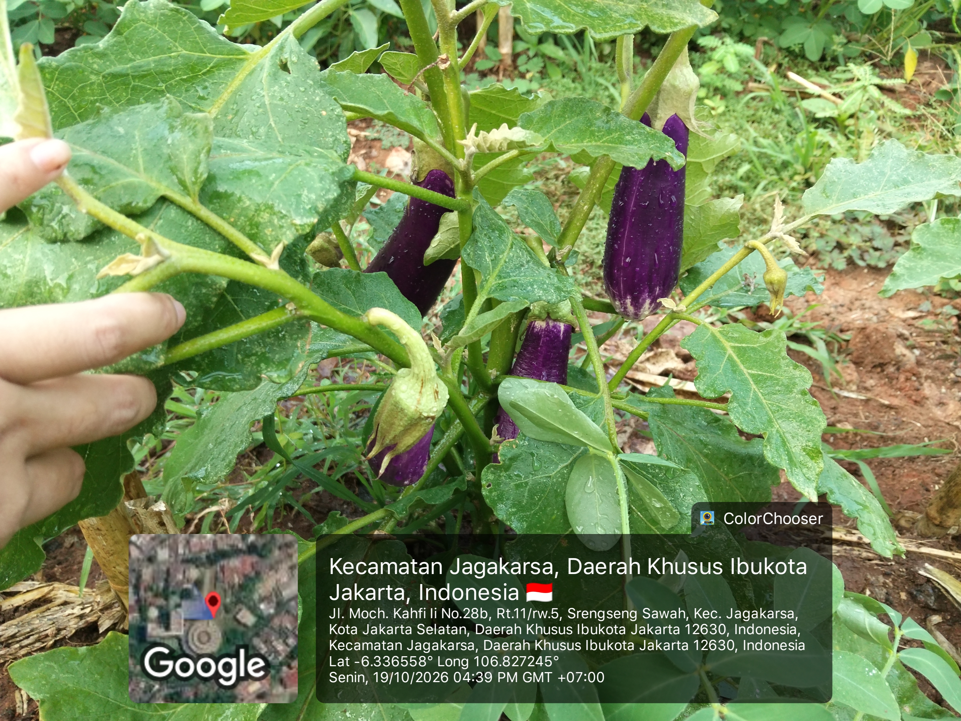 KEBUN SMKN 74 JAGAKARSA JAKARTA SELATAN - Gambar 23