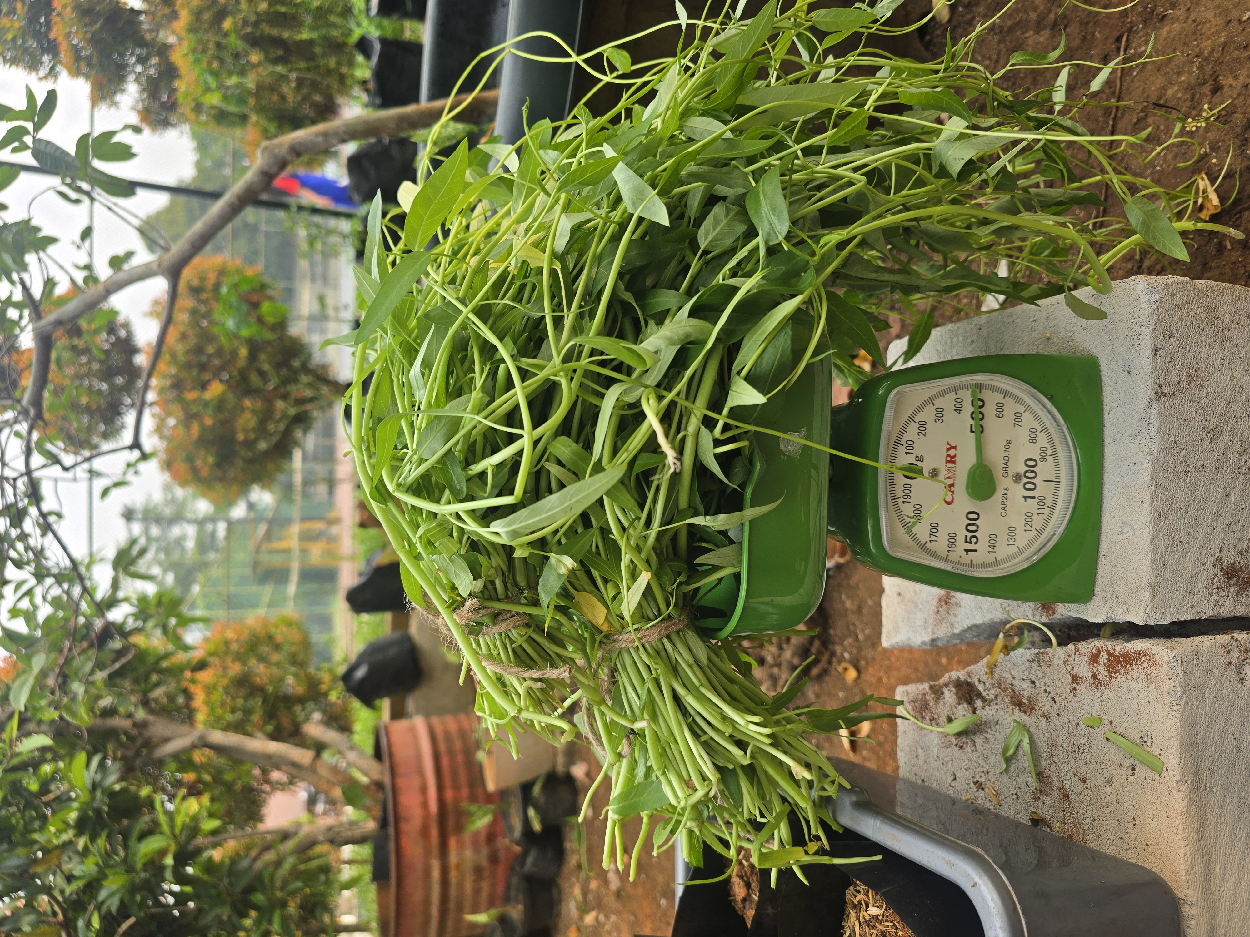 Lahan Urban Farming SLBN 01 Lebak Bulus - Gambar 10