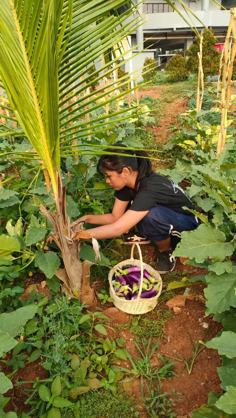 KEBUN SMKN 74 JAGAKARSA JAKARTA SELATAN - Gambar 18