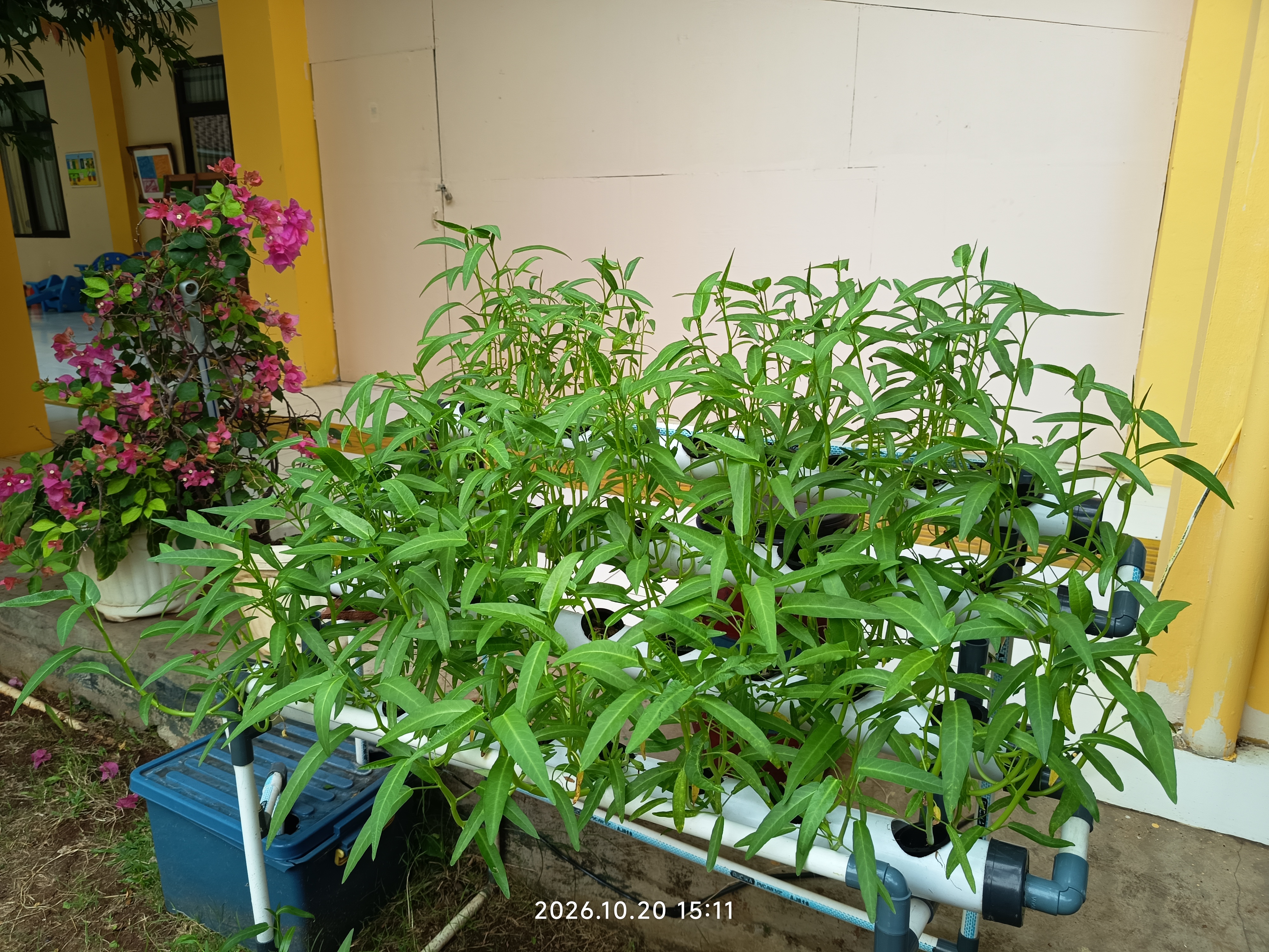 Lahan Urban Farming SLB A Pembina Tingkat Nasional - Gambar 17