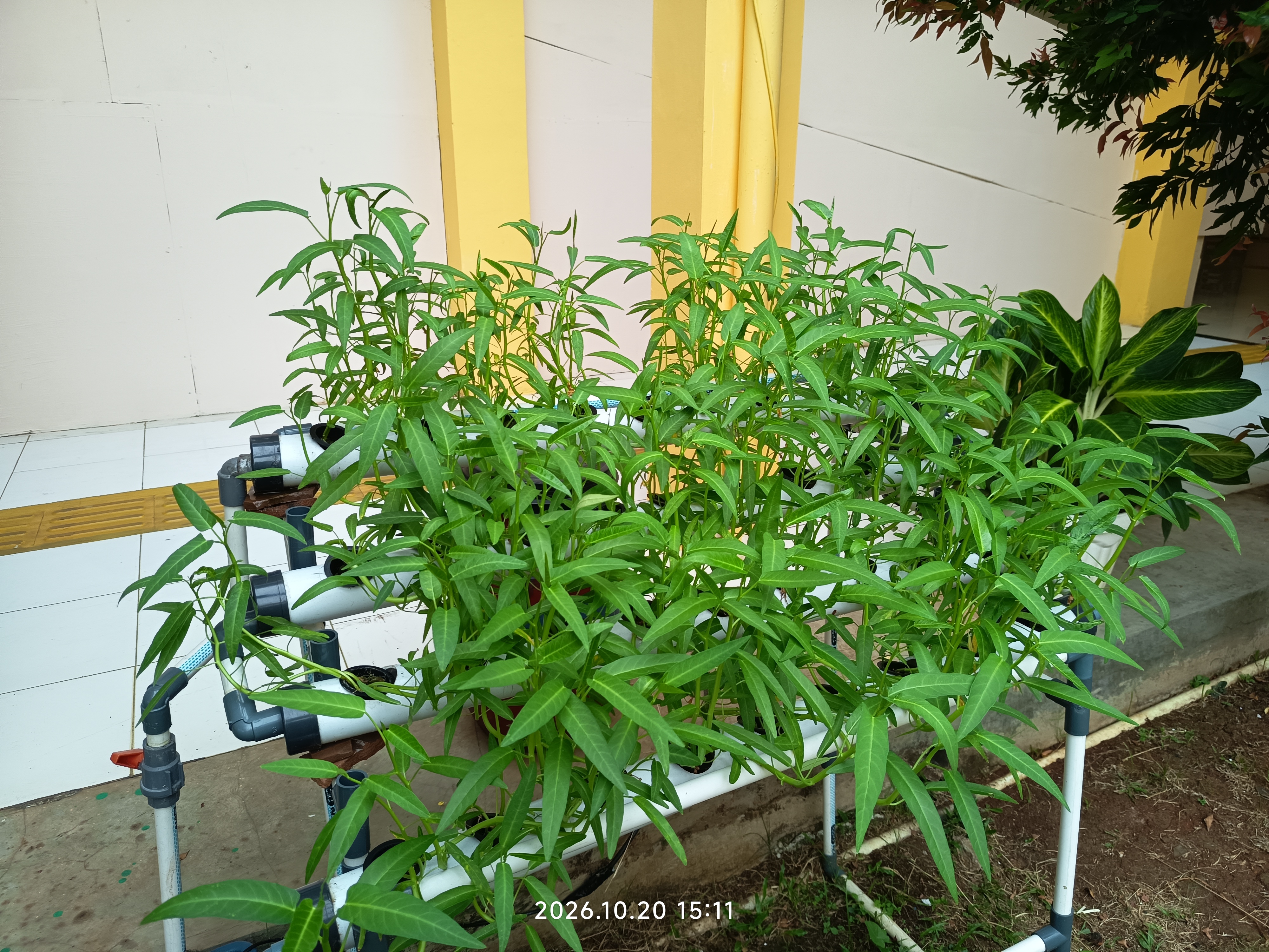 Lahan Urban Farming SLB A Pembina Tingkat Nasional - Gambar 16