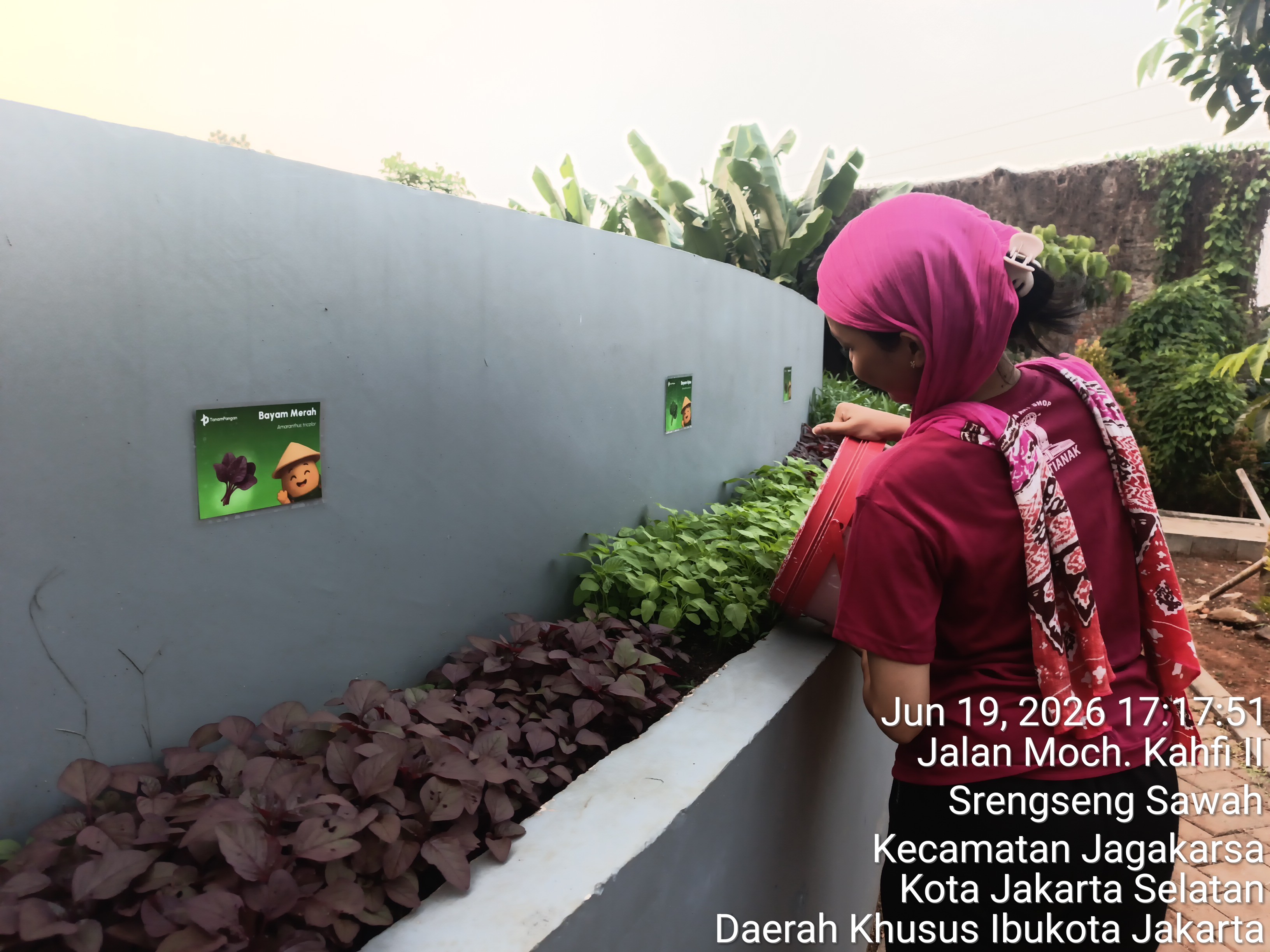 KEBUN SMKN 74 JAGAKARSA JAKARTA SELATAN - Gambar 559