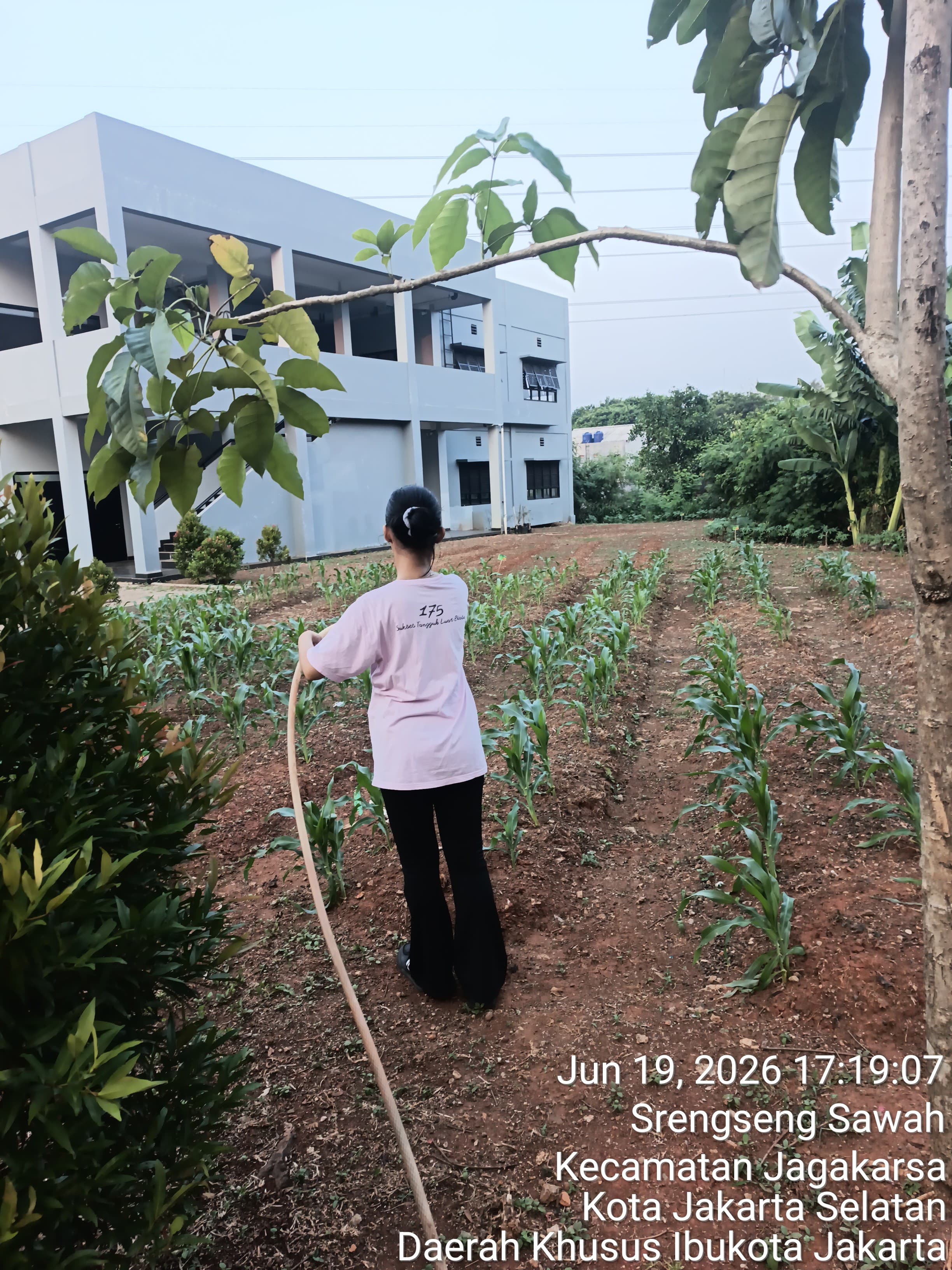 KEBUN SMKN 74 JAGAKARSA JAKARTA SELATAN - Gambar 558