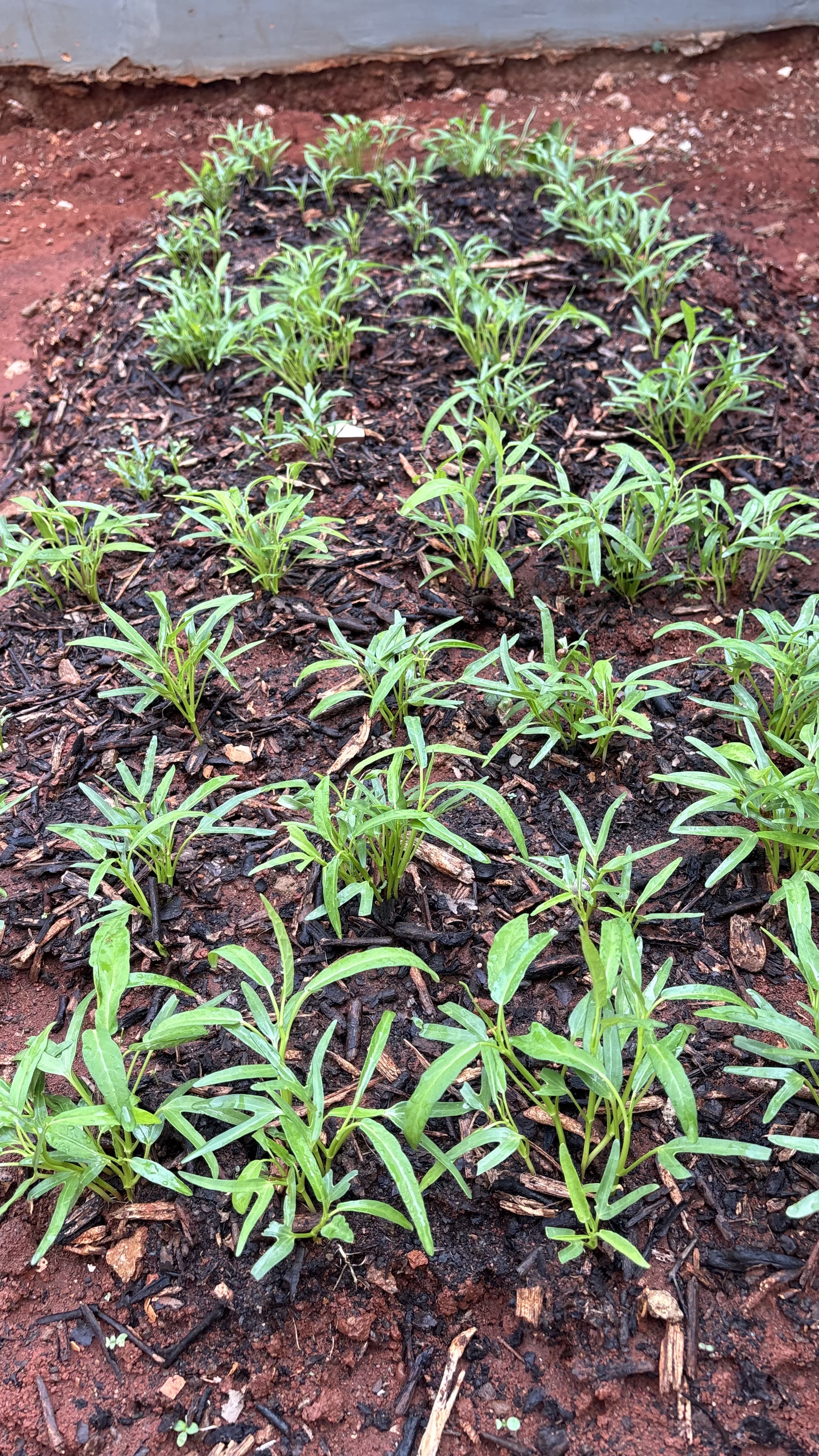 Lahan Urban Farming SMAN 116 Jakarta - Gambar 14