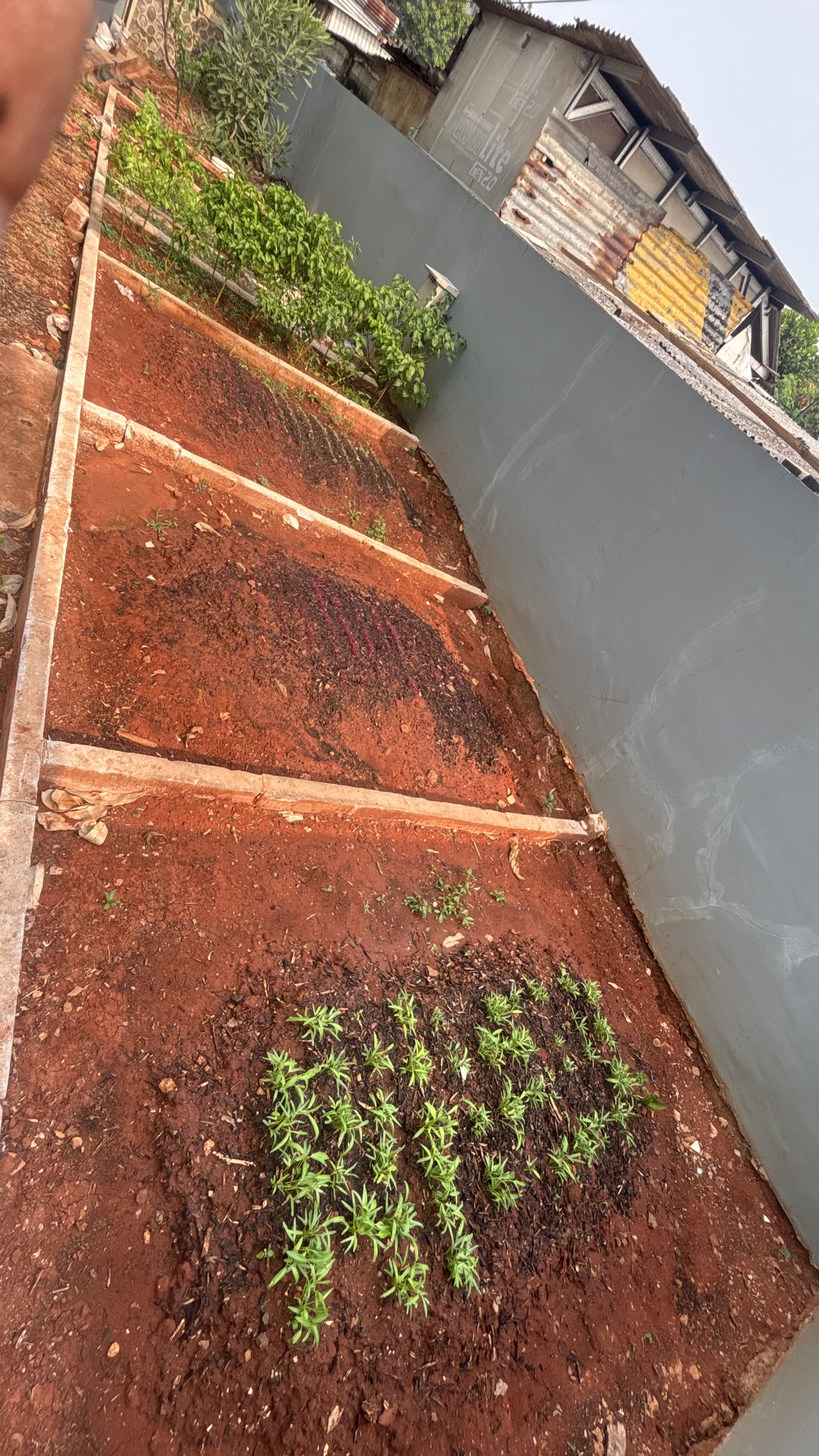 Lahan Urban Farming SMAN 116 Jakarta - Gambar 9