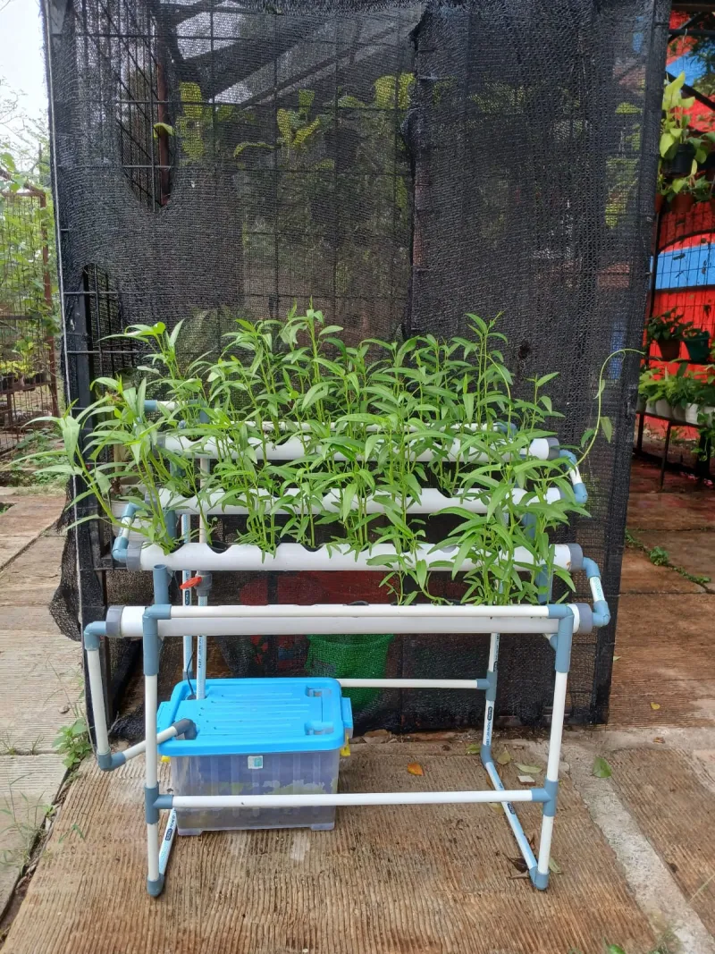 Lahan Urban Farming SMAN 109 Jakarta - Gambar 25