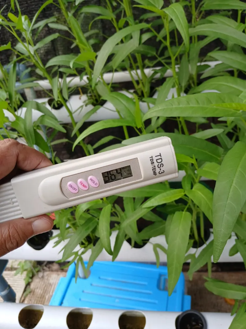 Lahan Urban Farming SMAN 109 Jakarta - Gambar 26