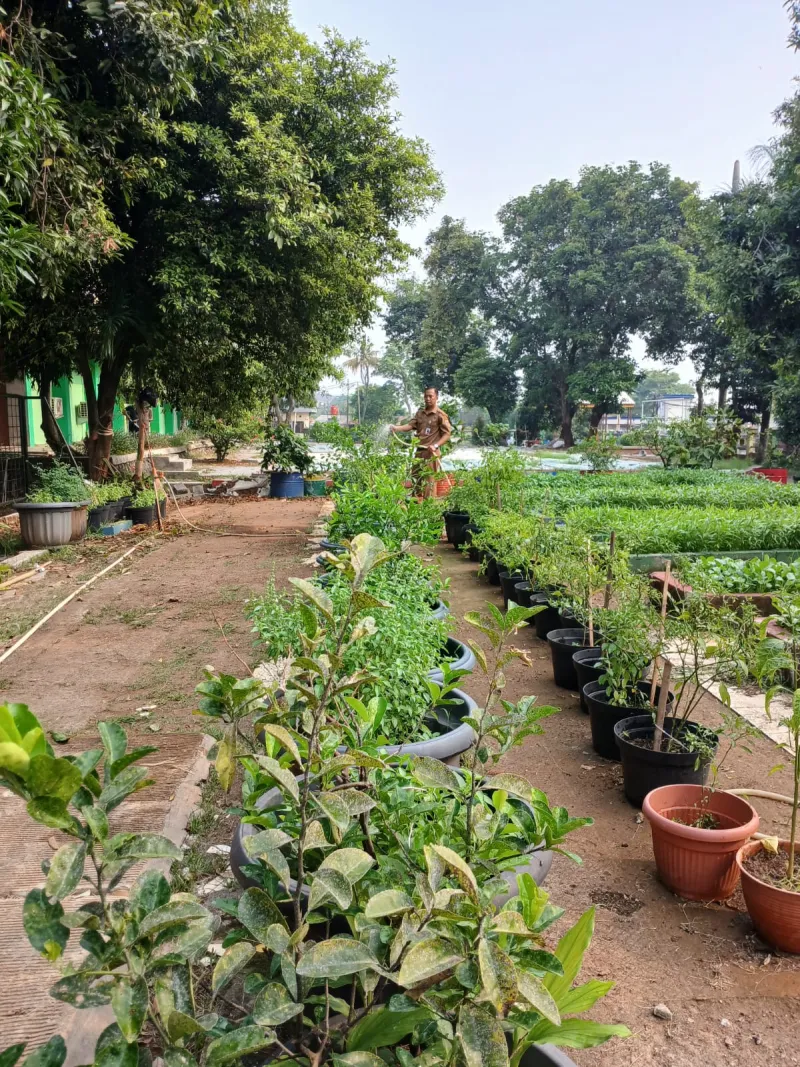Lahan Urban Farming SMAN 109 Jakarta - Gambar 22