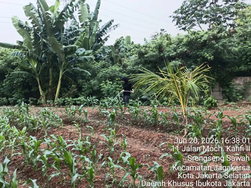 KEBUN SMKN 74 JAGAKARSA JAKARTA SELATAN - Gambar 554