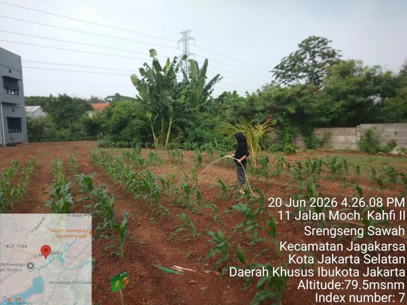 KEBUN SMKN 74 JAGAKARSA JAKARTA SELATAN - Gambar 556